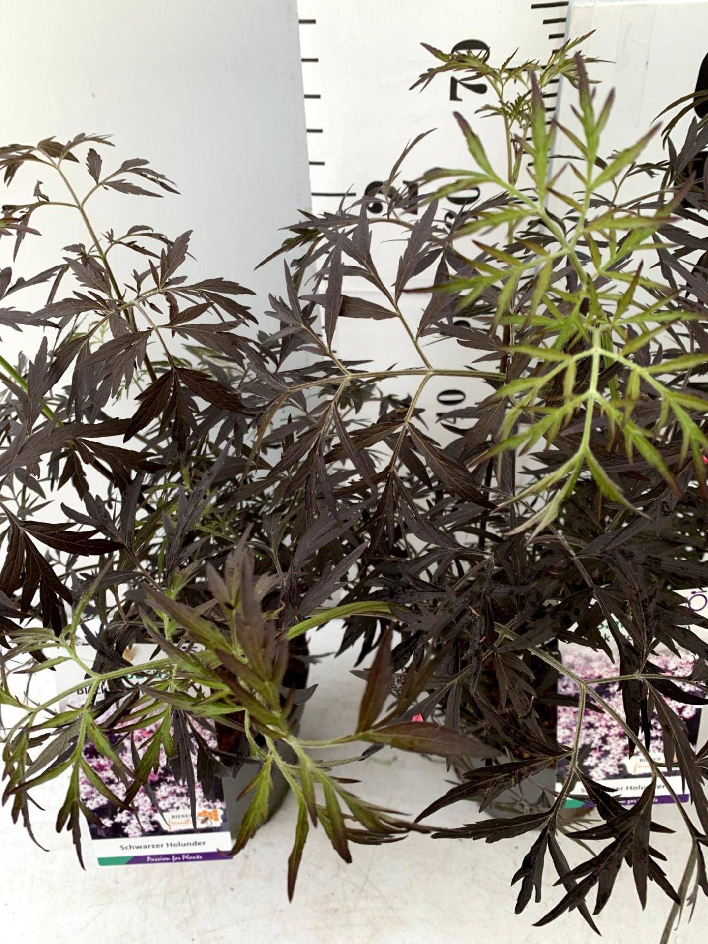 TWO SAMBUCUS NIGRA BLACK LACE 'EVA' IN 5 LTR POTS APPROX 80CM IN HEIGHT PLUS VAT TO BE SOLD FOR - Image 5 of 10