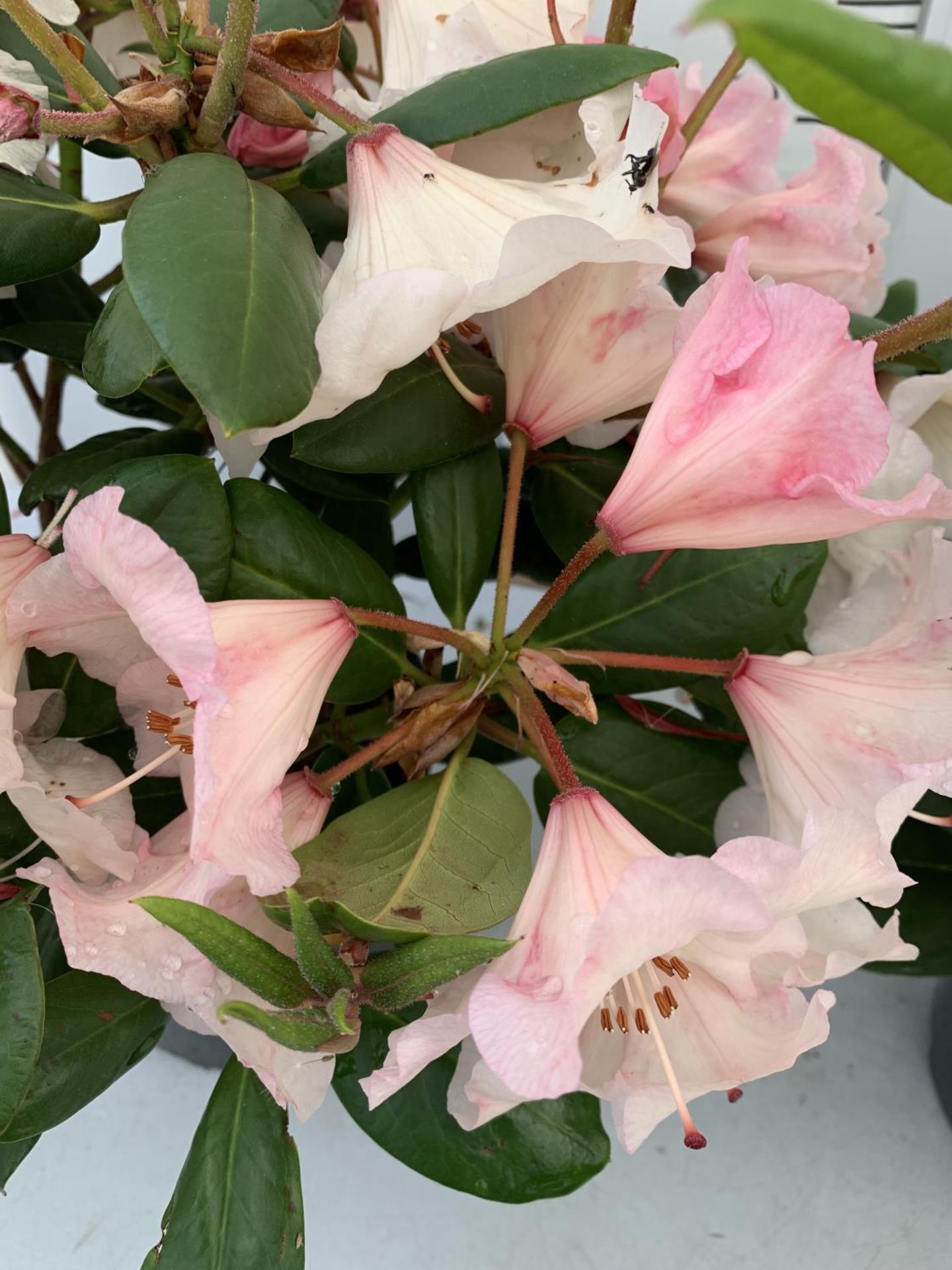 TWO RHODODENDRON GERMANIA DARK PINK AND VIRGINIA RICHARDS LIGHT PINK IN 5 LTR POTS 60CM TALL PLUS - Image 5 of 12