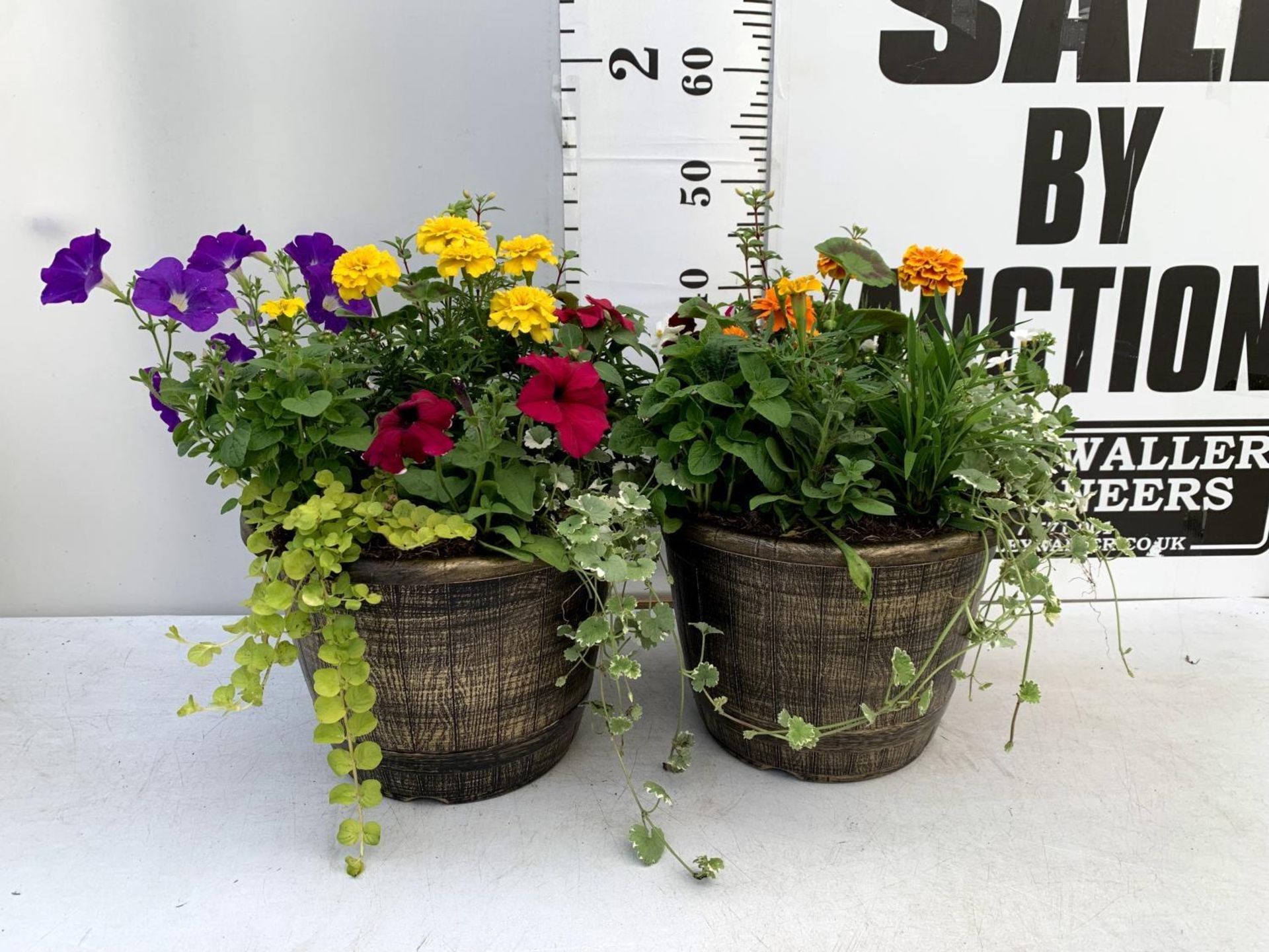 TWO LARGE TUBS PLANTED WITH VARIOUS PLANTS INC MARIGOLDS PETUNIAS FUCHSIA BACOPA ETC IN 10 LTR - Image 2 of 8