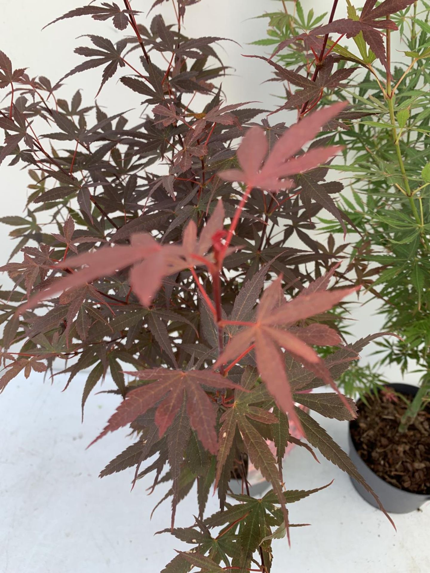 TWO ACER PALMATUM JAPANESE JEWELS IN 3 LTR POTS TO INCLUDE A JERRE SCHWARTZ AND A SKEETERS BROOM - Image 13 of 14