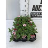 FIFTEEN VERBENA LANAI 'TWISTER RED IMP' BASKET PLANTS ON A TRAY IN P9 POTS PLUS VAT TO BE SOLD FOR