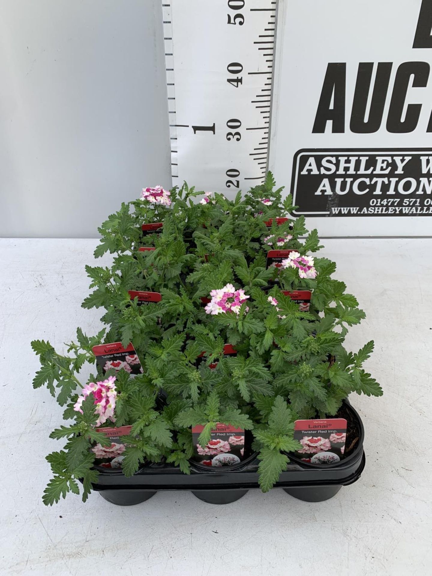 FIFTEEN VERBENA LANAI 'TWISTER RED IMP' BASKET PLANTS ON A TRAY IN P9 POTS PLUS VAT TO BE SOLD FOR