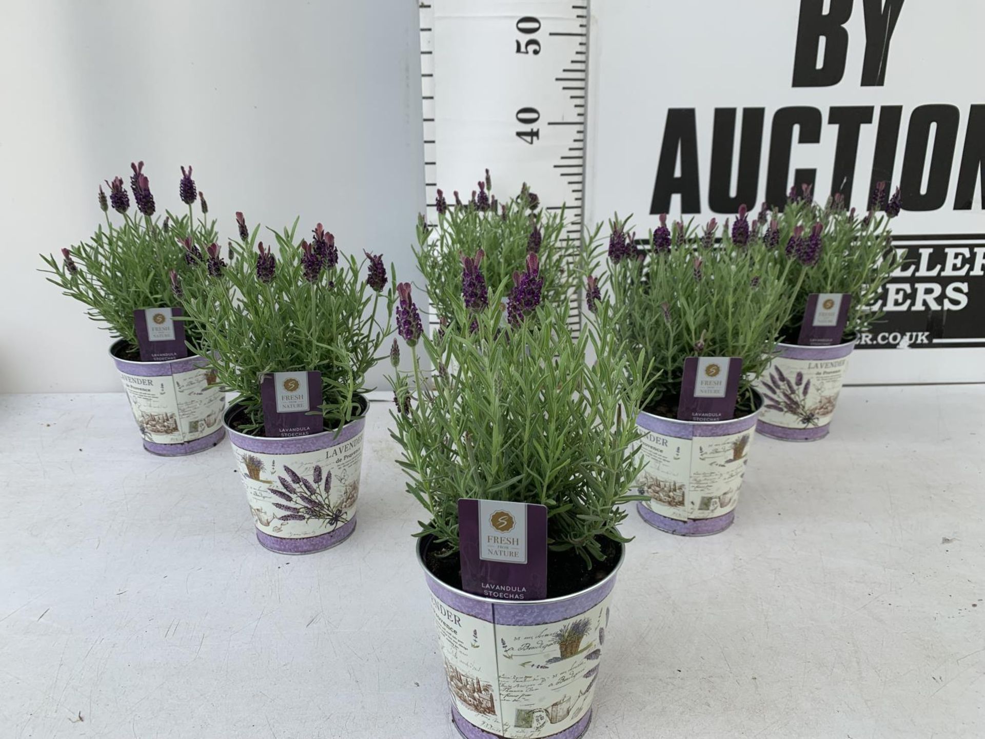 SIX LAVENDULA LAVENDER ST ANOUK COLLECTION IN DECORATIVE METAL POTS TO BE SOLD FOR THE SIX NO VAT - Image 2 of 10