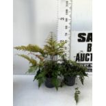 TWO LARGE ELEGRASS FERNS POLYSTICHUM AND ANISOCAMPIUM SHEARERI IN 3 LTR POTS 30-60CM TALL TO BE SOLD