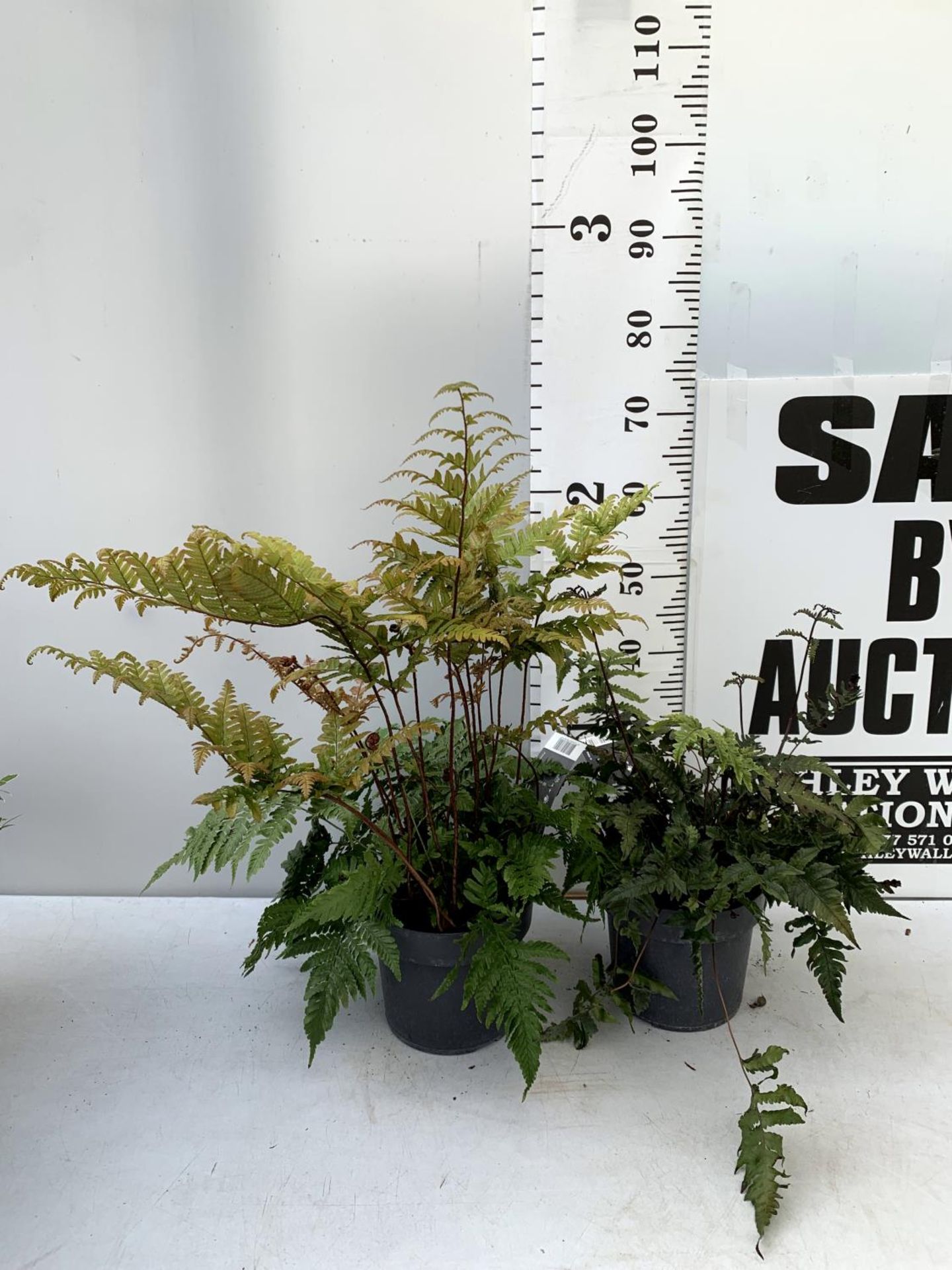 TWO LARGE ELEGRASS FERNS POLYSTICHUM AND ANISOCAMPIUM SHEARERI IN 3 LTR POTS 30-60CM TALL TO BE SOLD