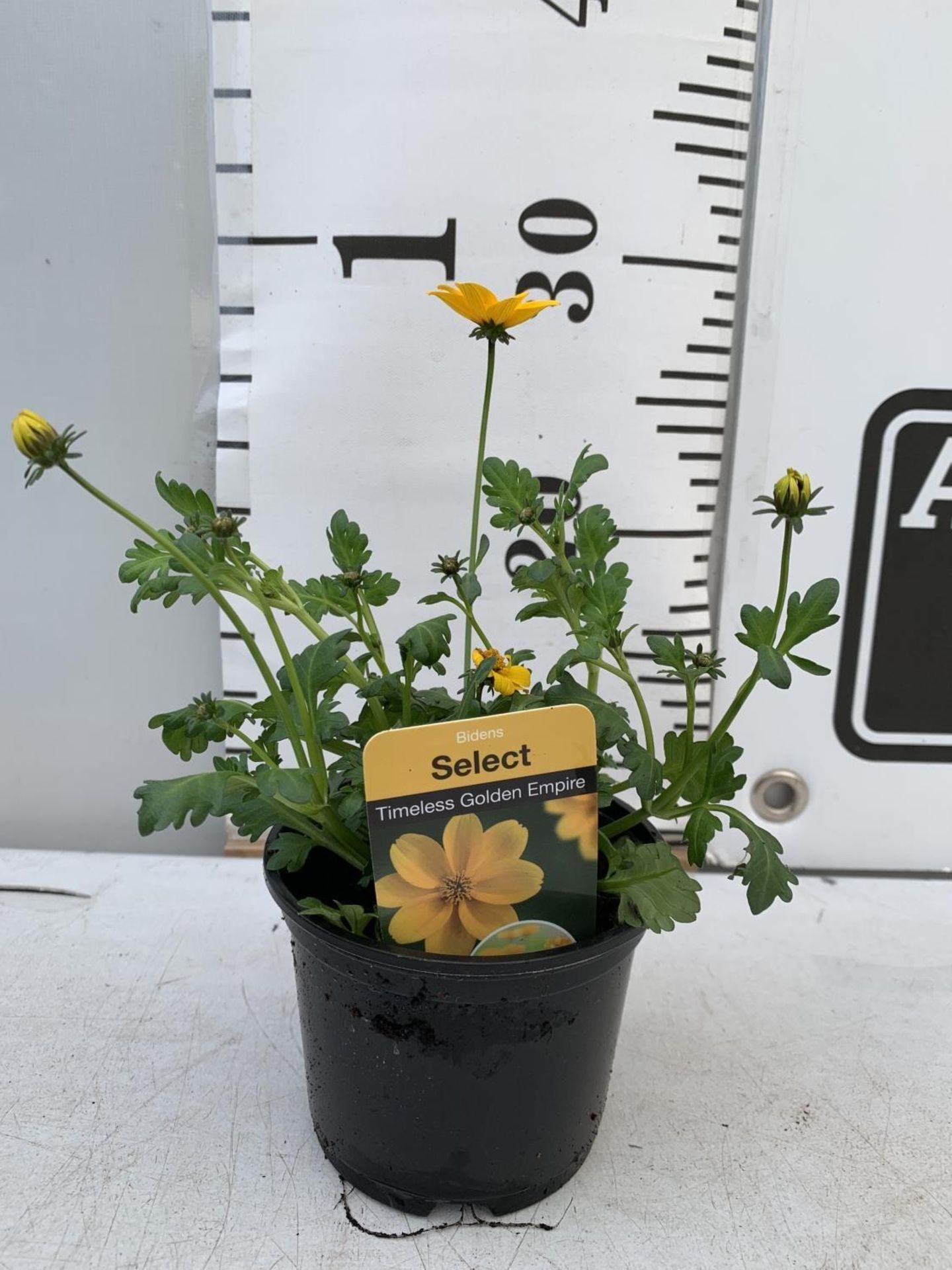 FIFTEEN BIDENS SELECT TIMELESS GOLDEN EMPIRE AND ETERNAL FLAME BASKET PLANTS IN P9 POTS PLUS VAT - Image 5 of 6