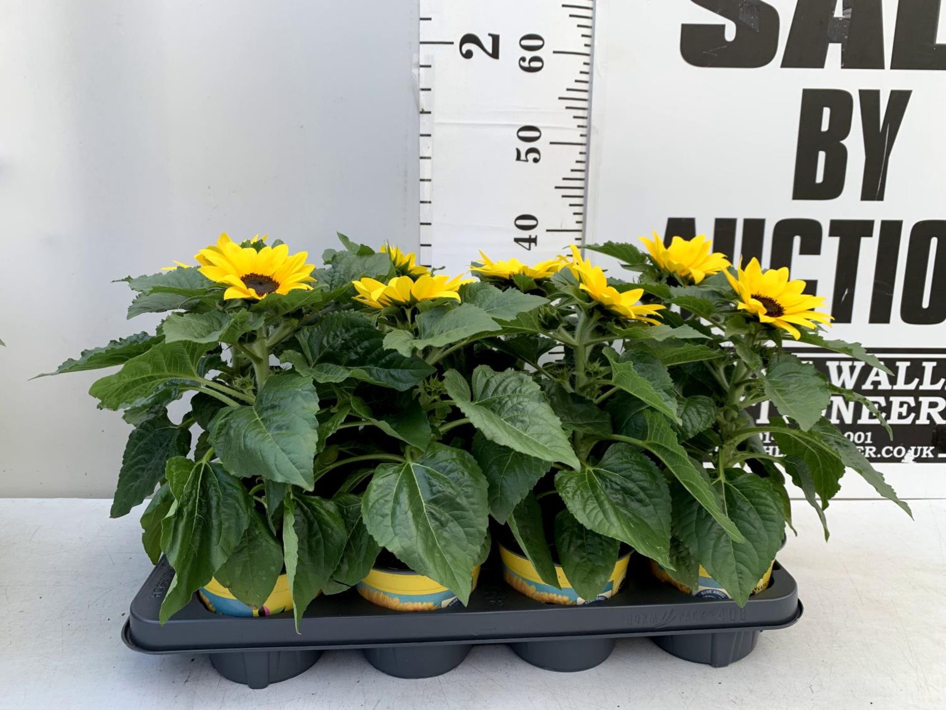 EIGHT SUNFLOWERS HELIANTHUS ANNUUS SENSATION IN ONE LITRE POTS APPROX 35CM IN HEIGHT PLUS VAT TO