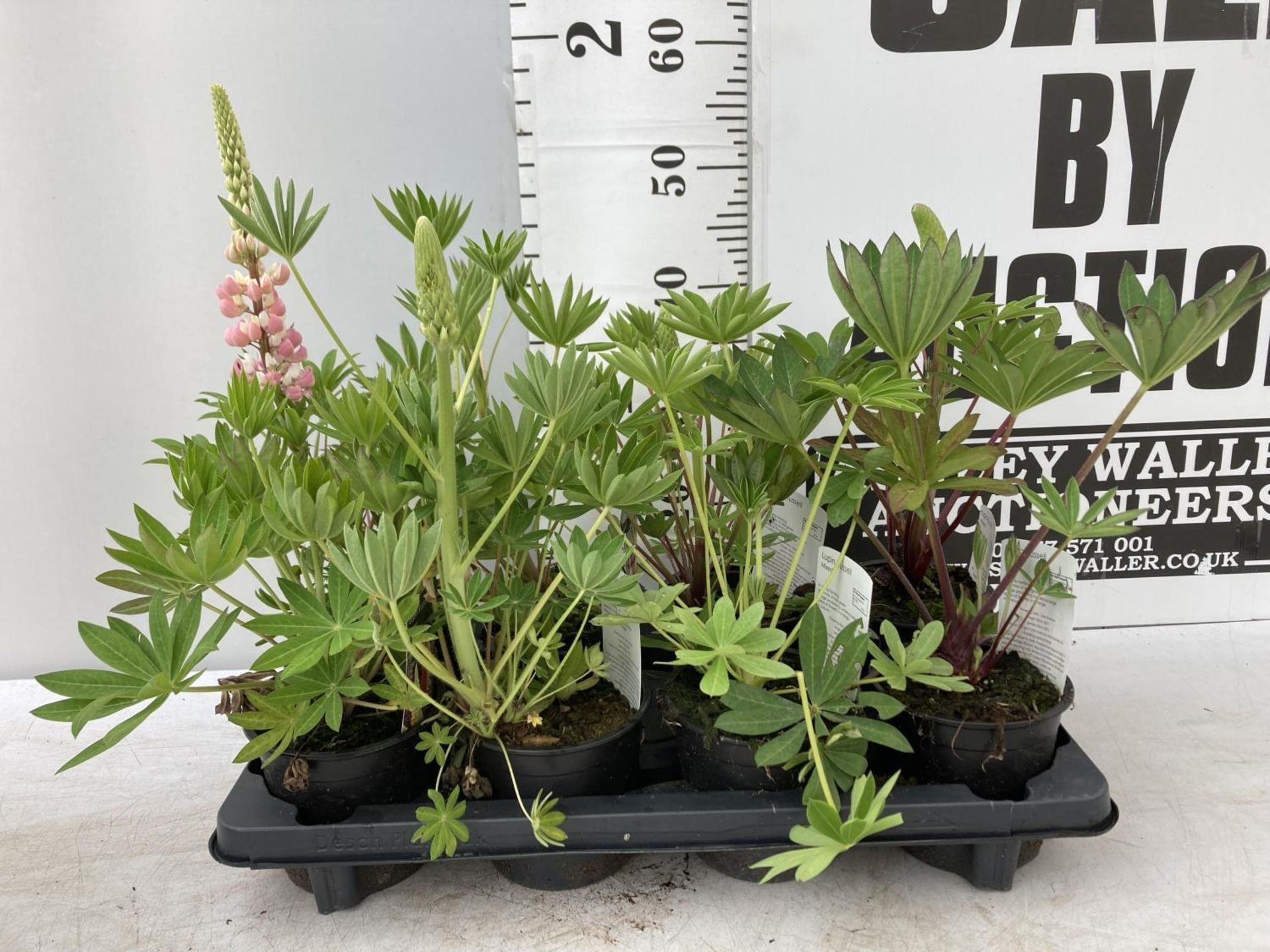 EIGHT LUPIN RUSSELLS IN MIXED COLOURS IN 1 LTR POTS APPROX 40-50CM IN HEIGHT PLUS VAT TO BE SOLD FOR - Image 2 of 7