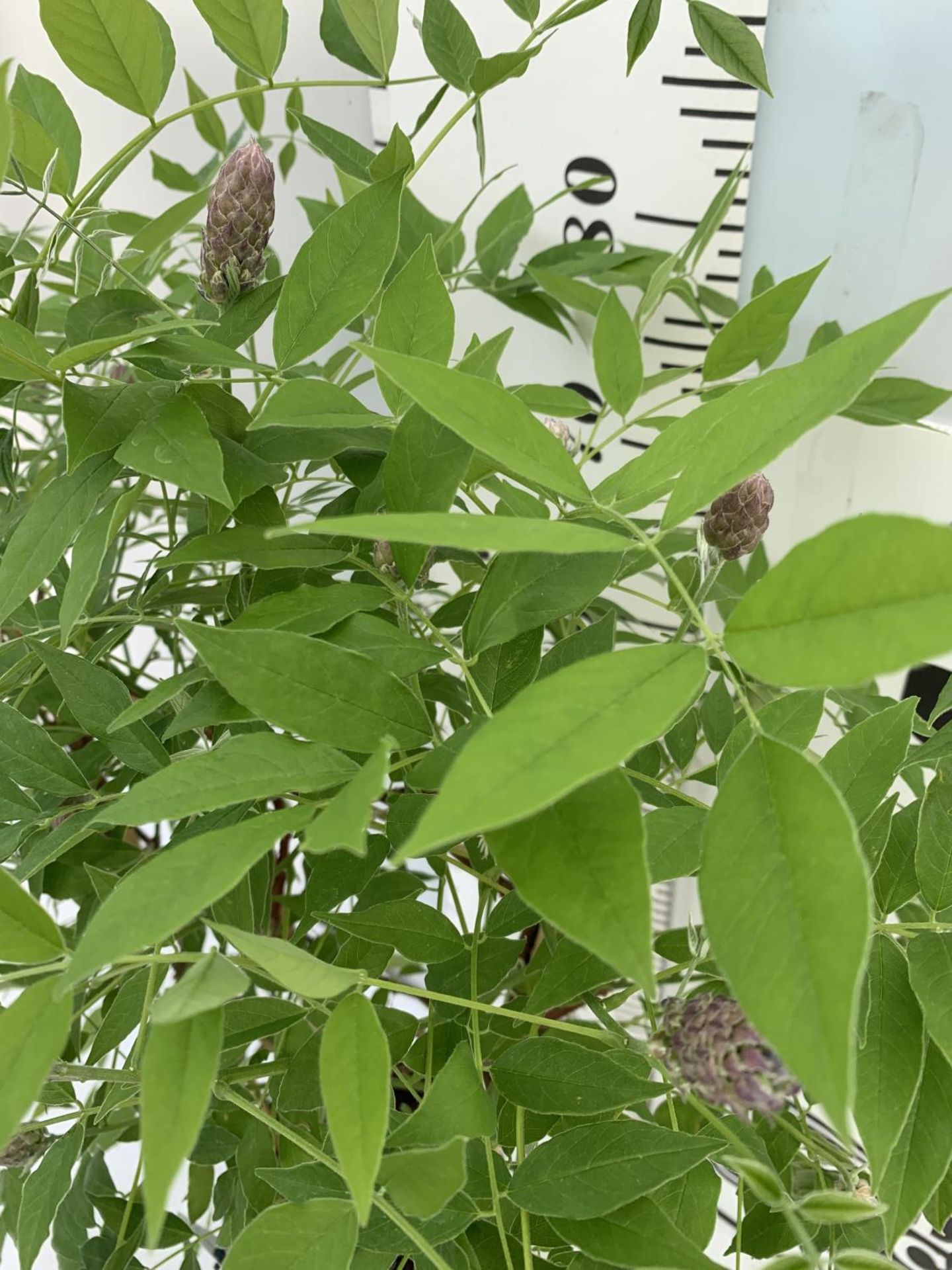 A WISTERIA AMETHYST FALLS ON A FRAME PATIO READY IN A 3 LTR POT 95CM TALL PLUS VAT - Image 5 of 8