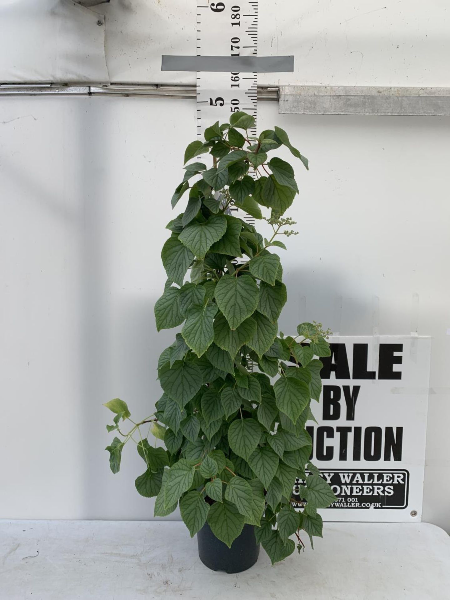 A SCHIZOPHRAGMA HYDRANGEOIDES MOONLIGHT IN A 7.5 LTR POT 140CM TALL PLUS VAT