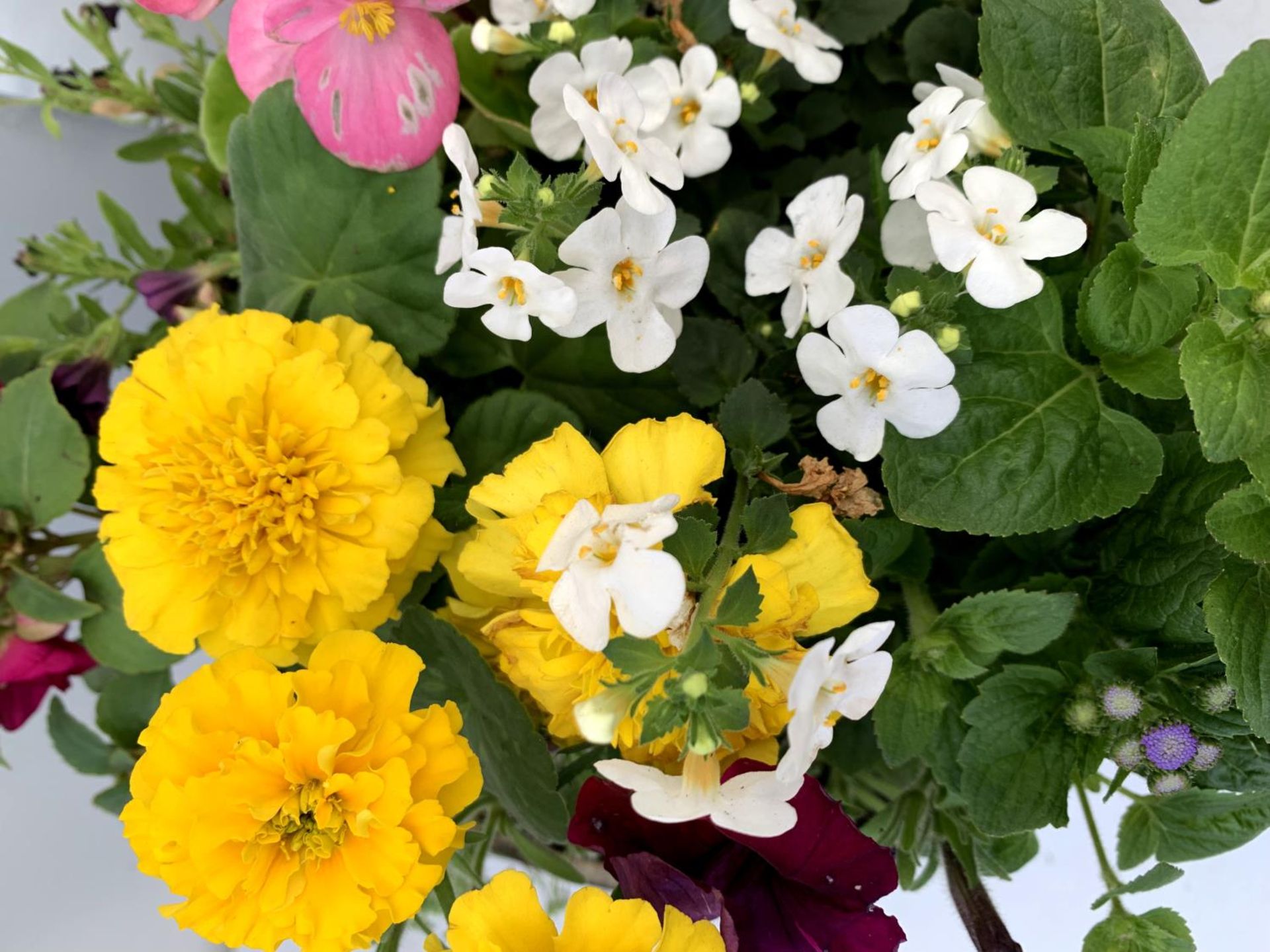 TWO LARGE TUBS PLANTED WITH VARIOUS PLANTS INC MARIGOLDS PETUNIAS FUCHSIA BACOPA ETC IN 10 LTR - Image 5 of 8