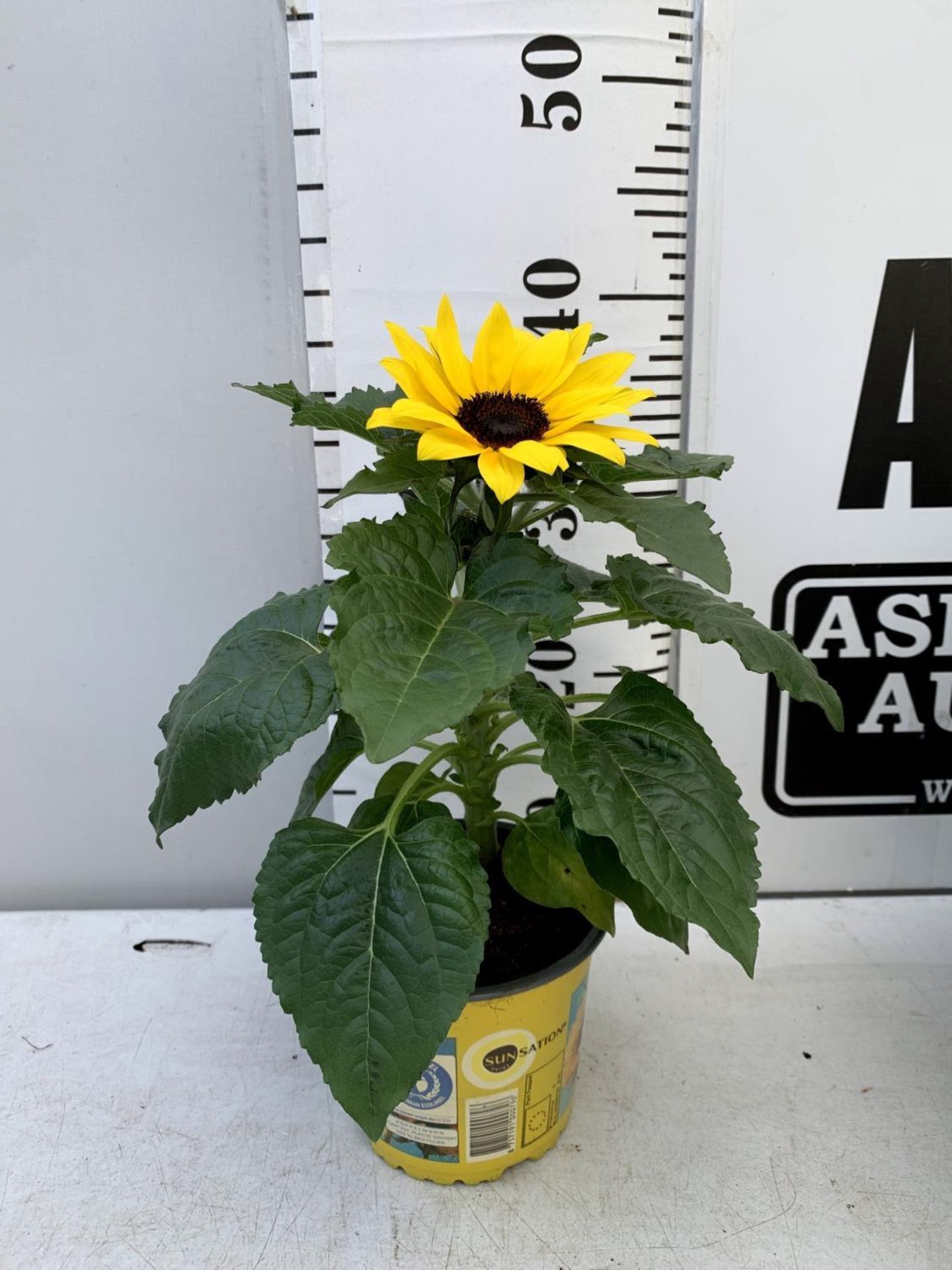 EIGHT SUNFLOWERS HELIANTHUS ANNUUS SENSATION IN ONE LITRE POTS APPROX 35CM IN HEIGHT PLUS VAT TO - Image 6 of 6