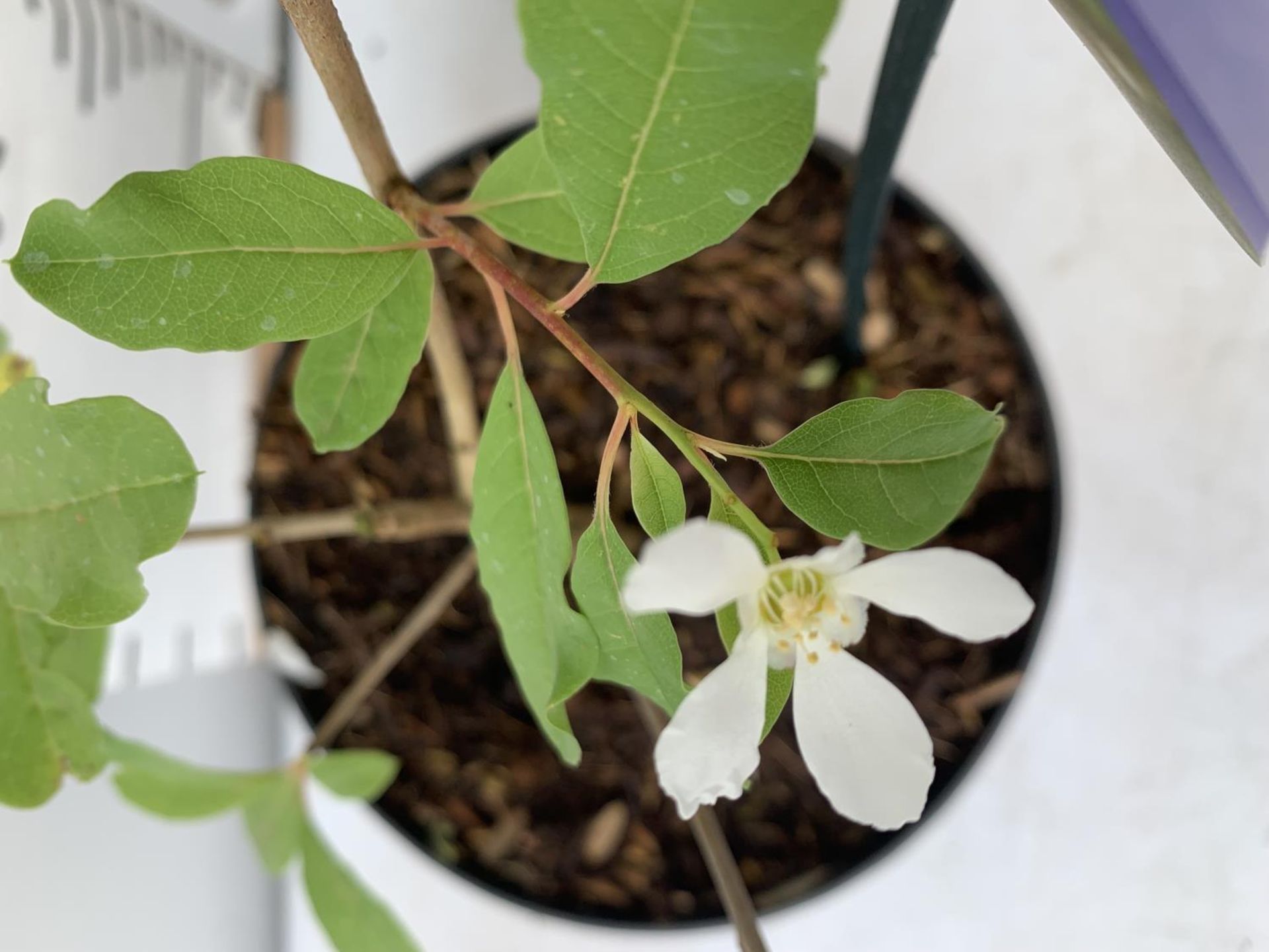 TWO EXOCHORDA BLUSHING PEARL IN 2 LTR POTS 40CM TALL PLUS VAT TO BE SOLD FOR THE TWO - Image 3 of 4