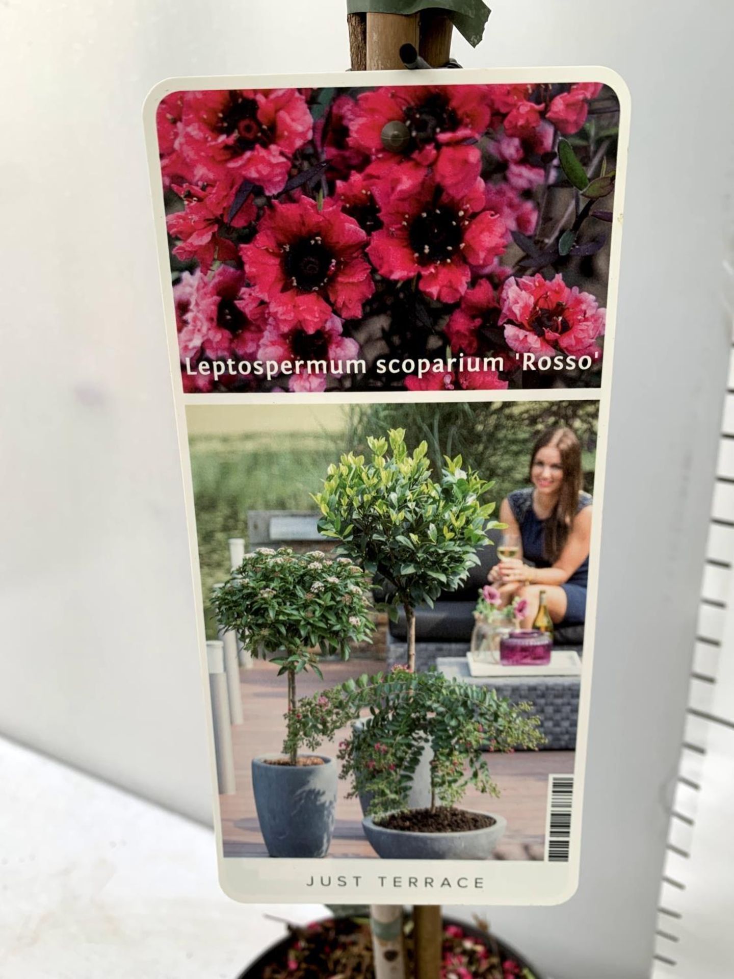 TWO LEPTOSPERMUM SCOPARIUM 'ROSSO' AND ONE 'BIANCO' IN FLOWER STANDARD TREES OVER A METRE IN - Image 8 of 8