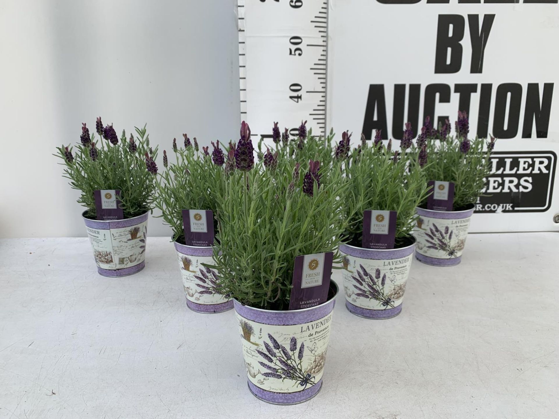 SIX LAVENDULA LAVENDER ST ANOUK COLLECTION IN DECORATIVE METAL POTS TO BE SOLD FOR THE SIX NO VAT - Image 2 of 8