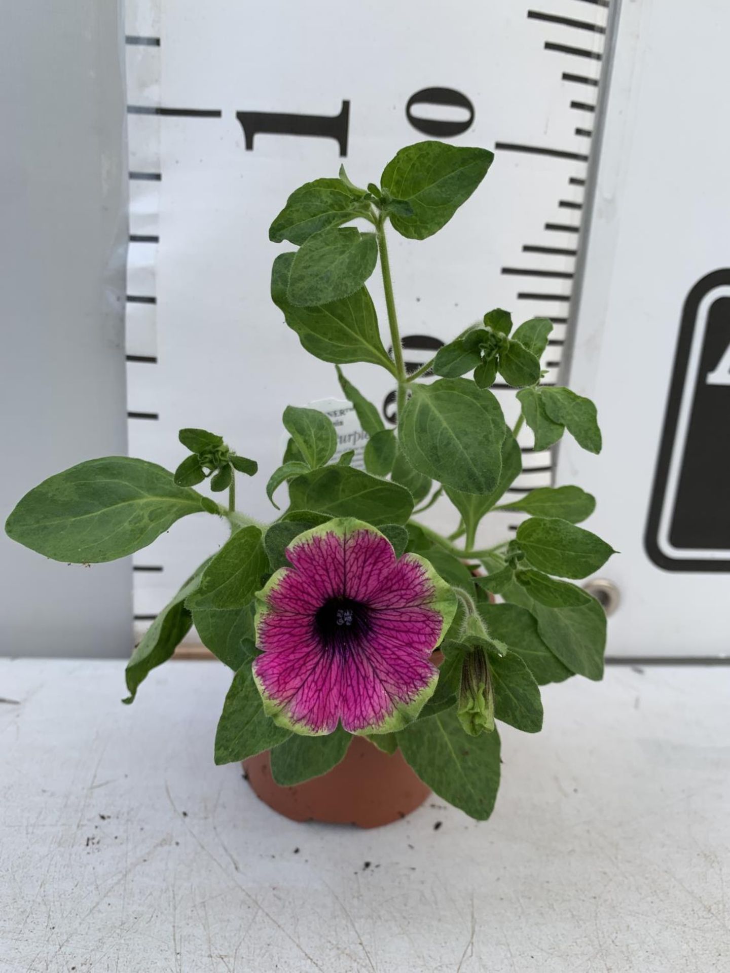 FIFTEEN PETUNIA BUZZ PURPLE BASKET PLANTS IN P9 POTS PLUS VAT TO BE SOLD FOR THE FIFTEEN - Image 5 of 6