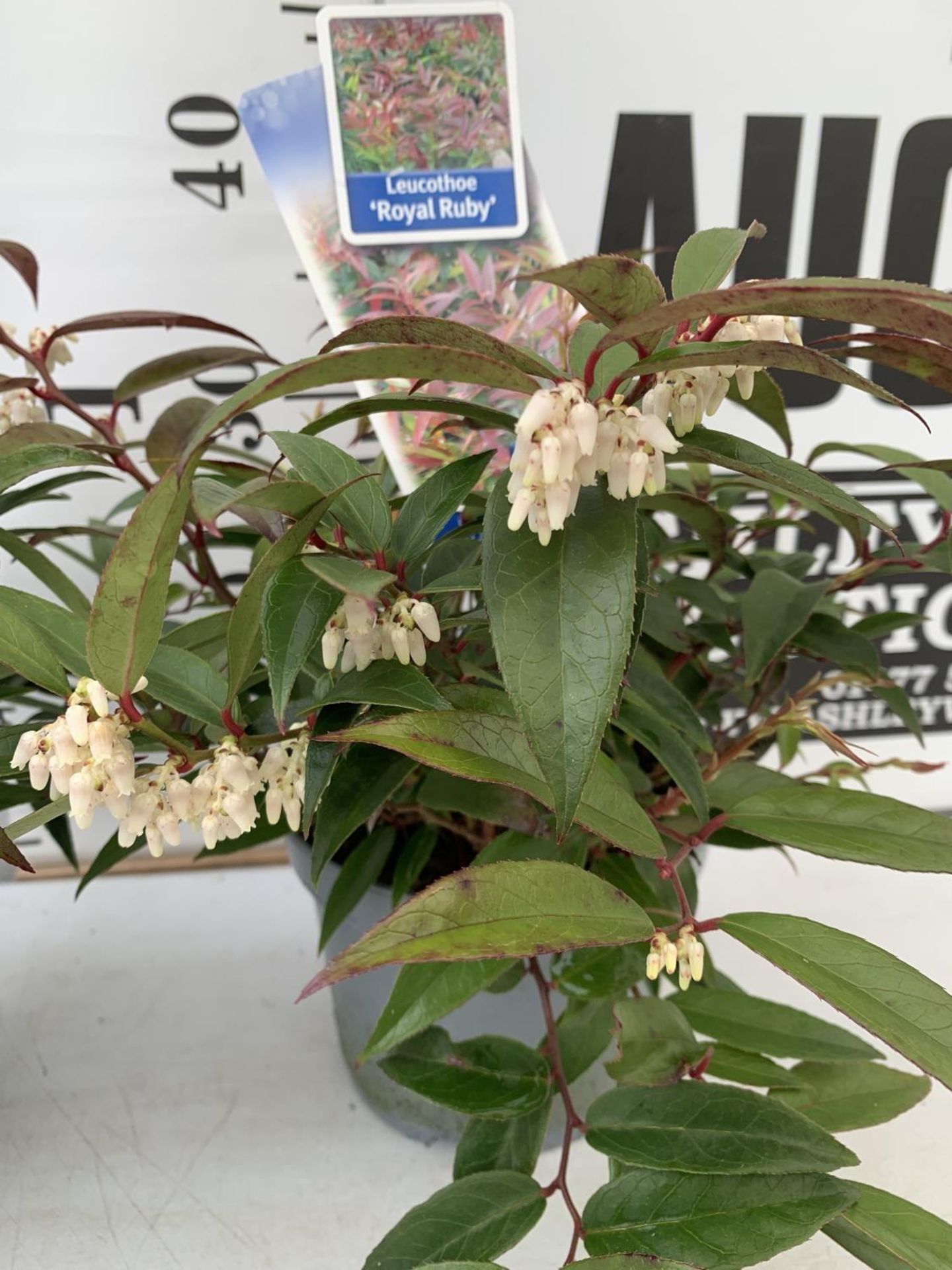 TWO LEUCOTHOE 'ROYAL RUBY' AND 'BURNING LOVE' IN 2 LTR POTS 35CM TALL PLUS VAT TO BE SOLD FOR THE - Image 6 of 12