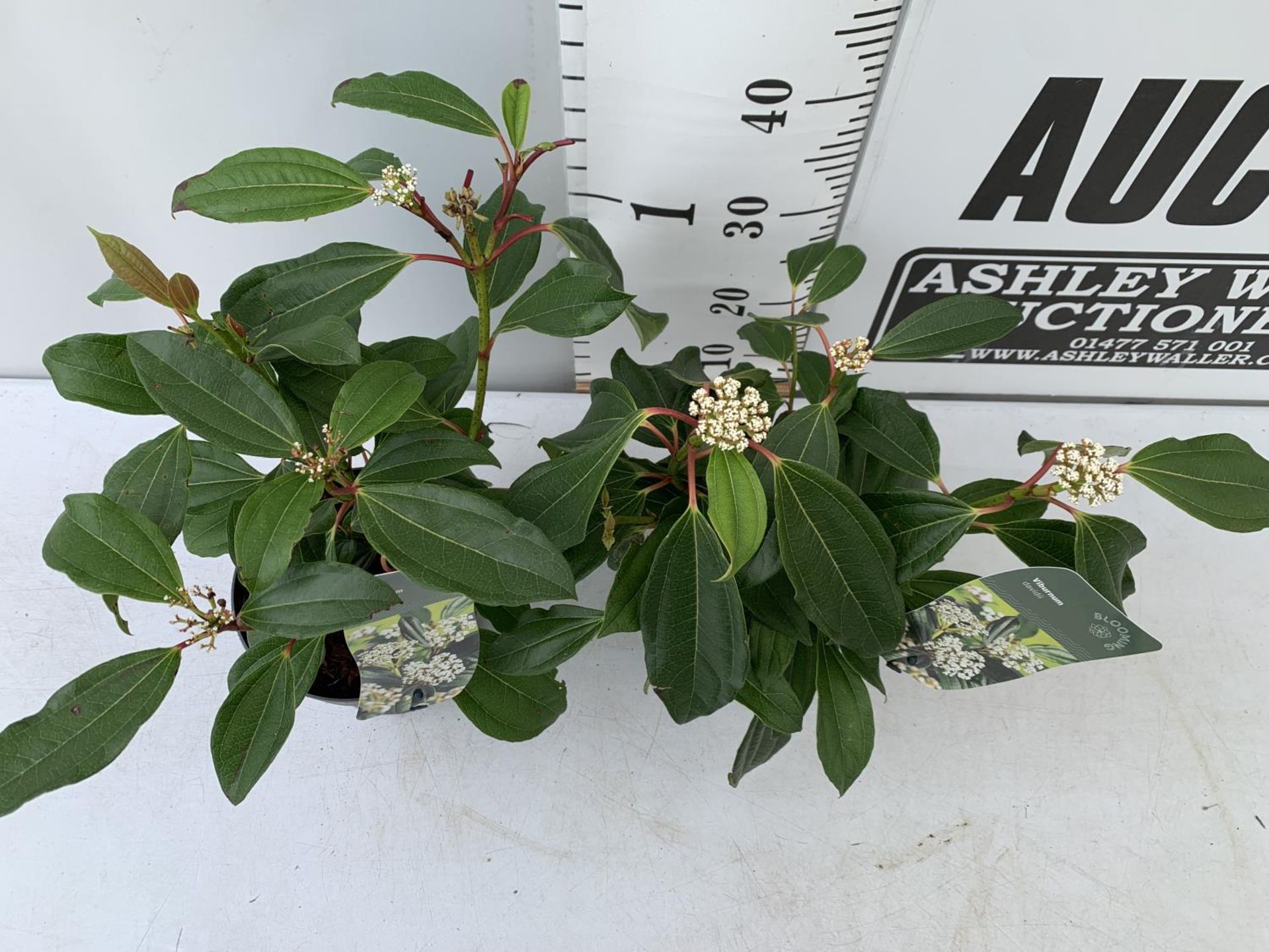 TWO VIBURNUM 'DAVIDII' IN 2 LTR POTS APPROX 45CM IN HEIGHT TO BE SOLD FOR THE TWO PLUS VAT - Image 3 of 8