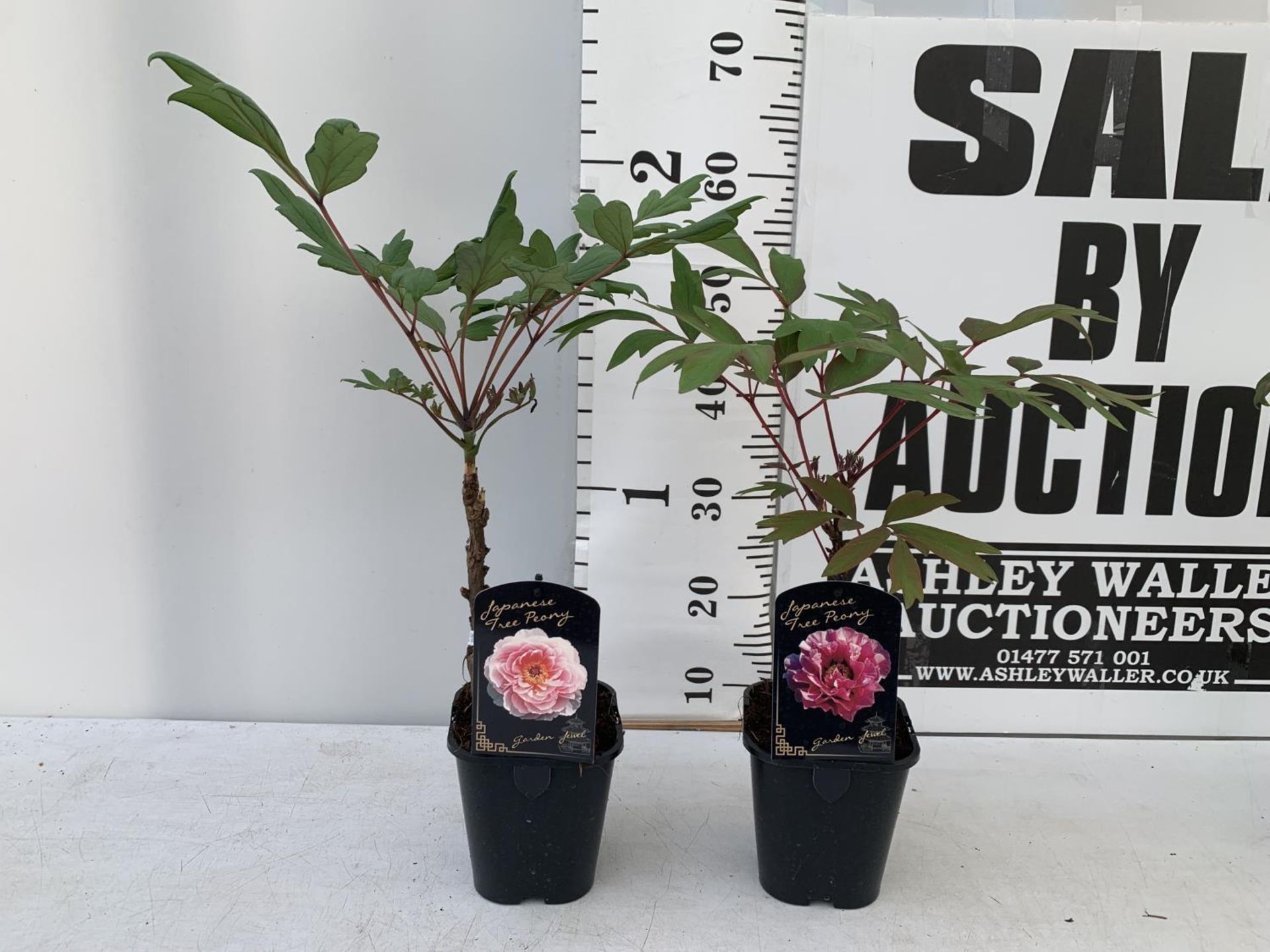 TWO JAPANESE TREE PEONIES PINK IN 1 LTR POTS HEIGHT 60CM PLUS VAT TO BE SOLD FOR THE TWO - Image 2 of 10
