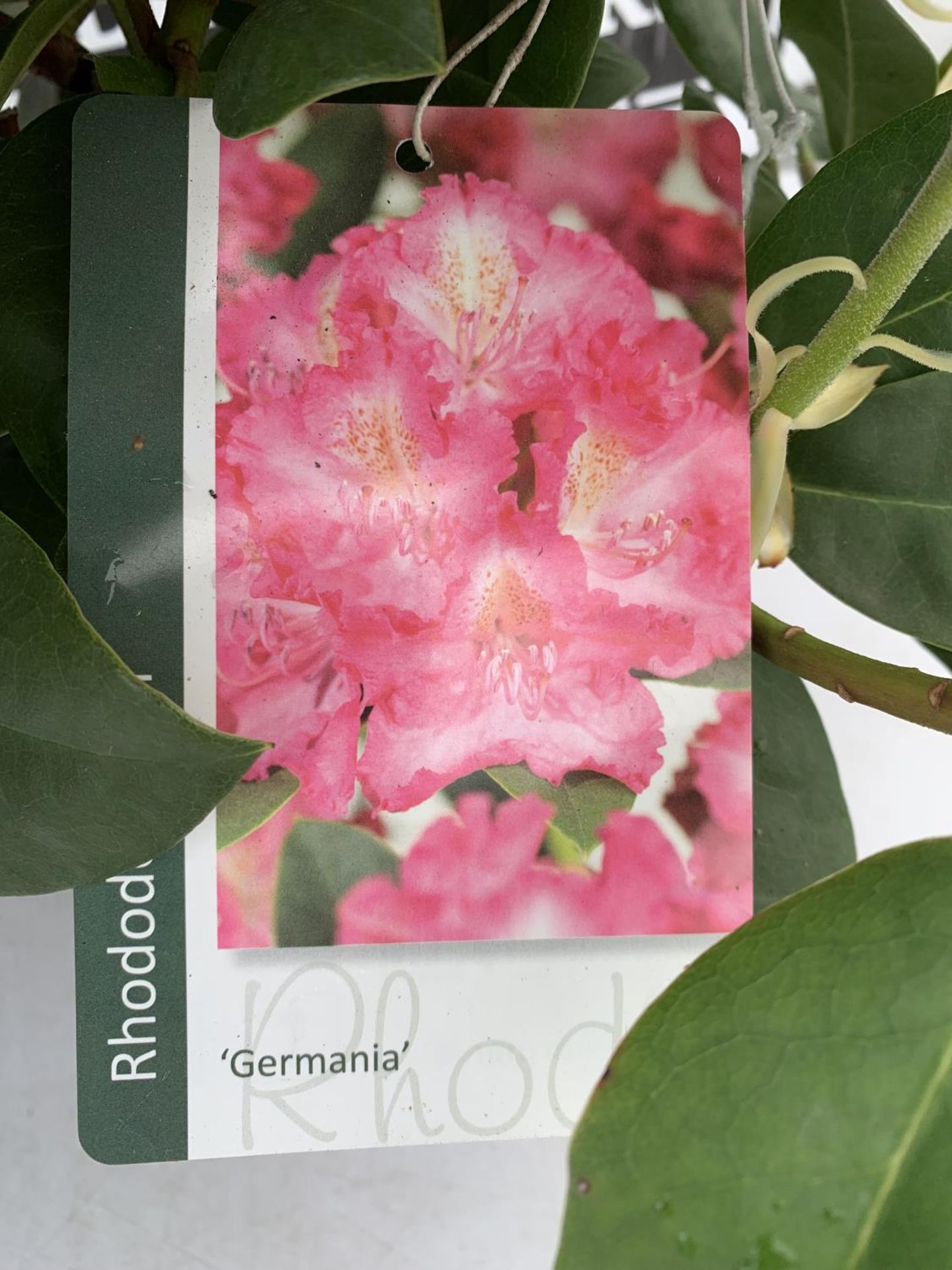 TWO RHODODENDRON GERMANIA DARK PINK AND VIRGINIA RICHARDS LIGHT PINK IN 5 LTR POTS 60CM TALL PLUS - Image 7 of 12