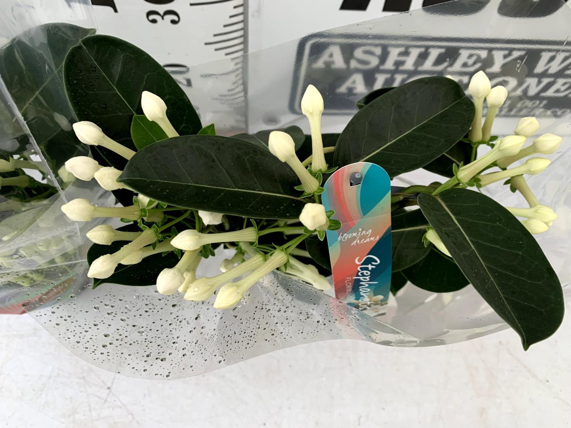 TWO STEPHANOTIS FLORIUNDA BOW GROWN ON A HOOP IN A 1 LTR POT PLUS VAT TO BE SOLD FOR THE TWO - Image 5 of 8