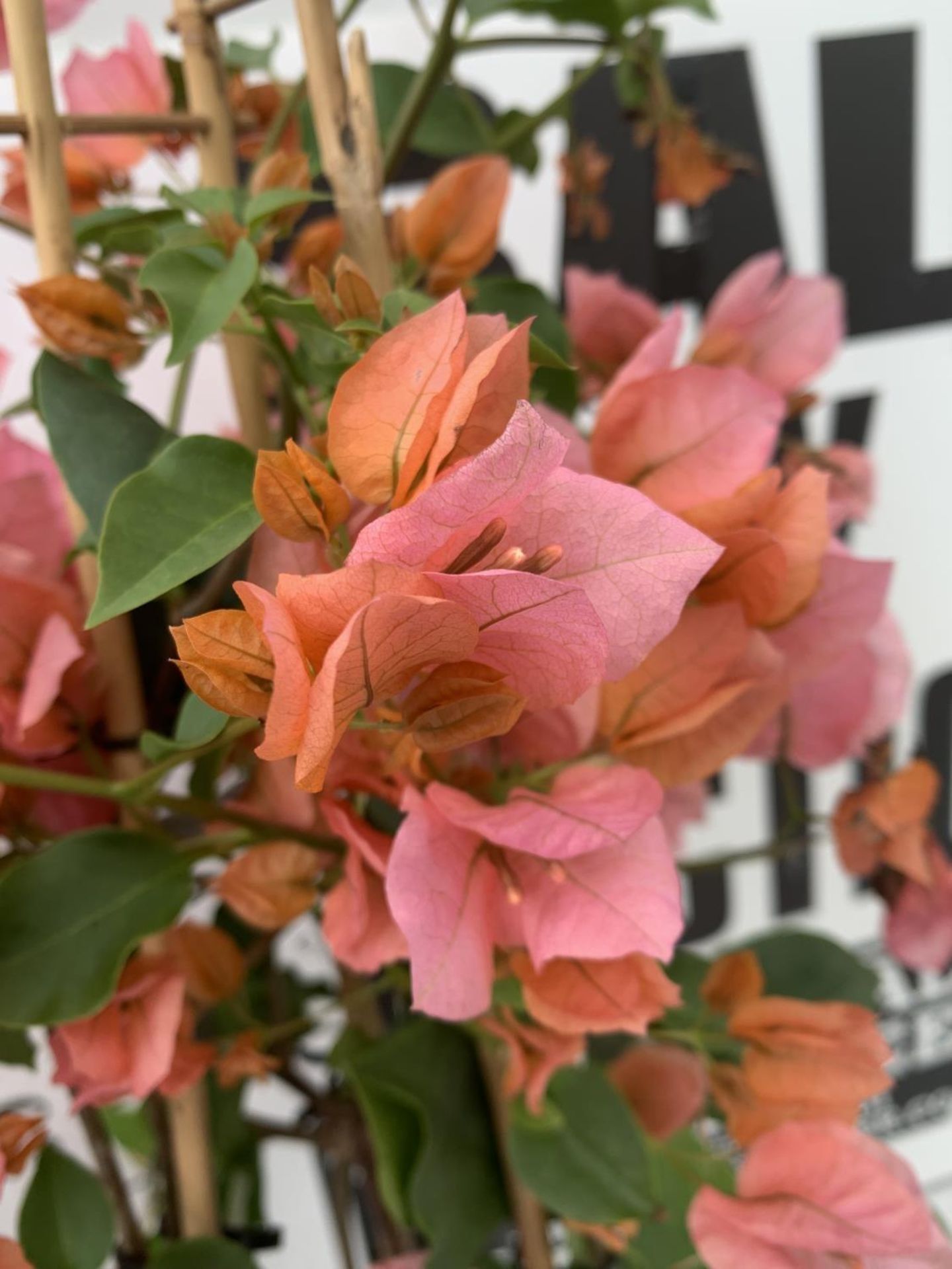 TWO BOUGAINVILLEA SANDERINA ON A PYRAMID FRAME, 3 LTR POTS HEIGHT 70-80CM. PATIO READY TO BE SOLD - Image 3 of 5