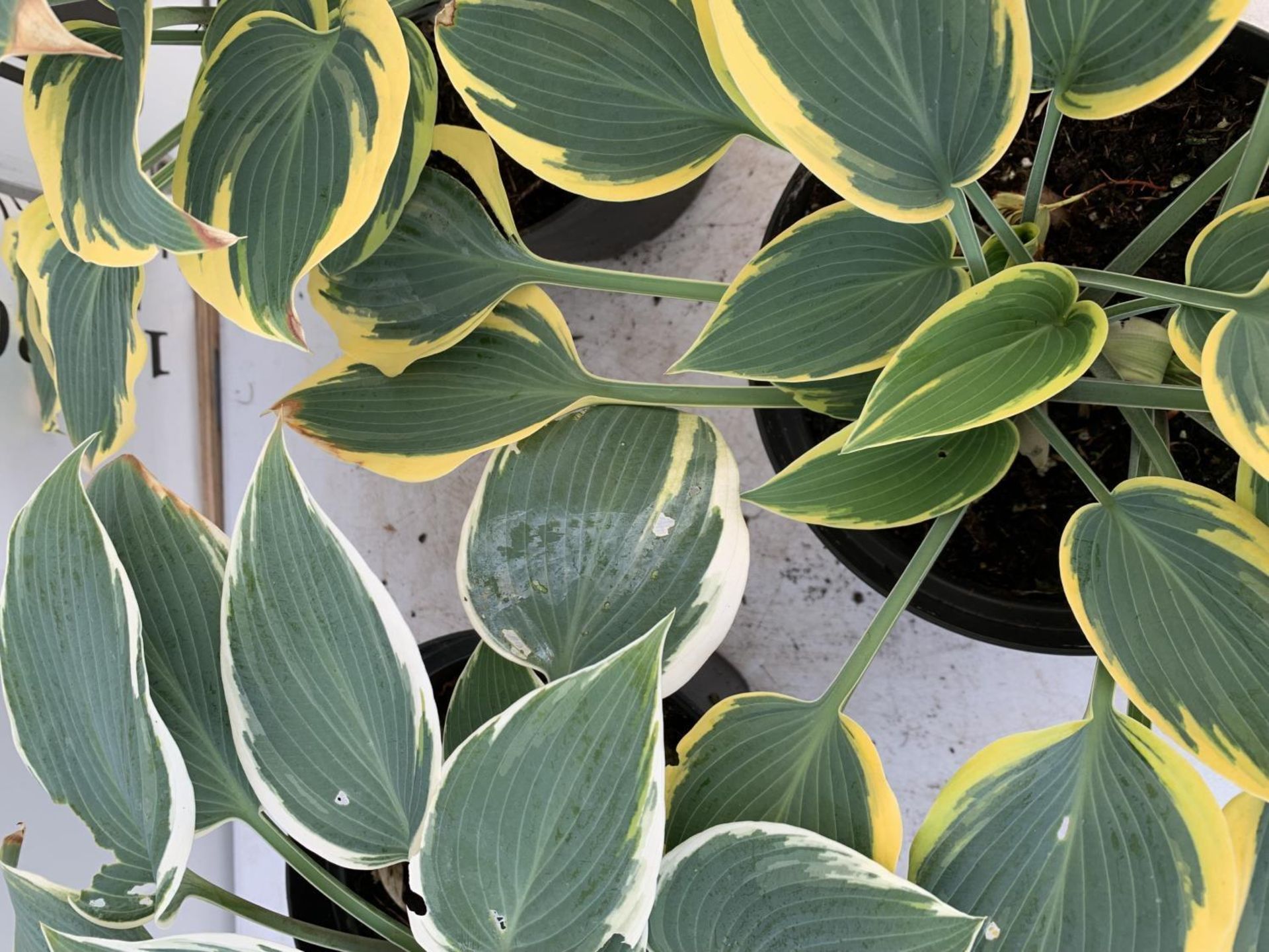 THREE MIXED LARGE HOSTAS IN 4LTR POTS APPROX 40CM IN HEIGHT PLUS VAT TO BE SOLD FOR THE THREE - Image 6 of 6