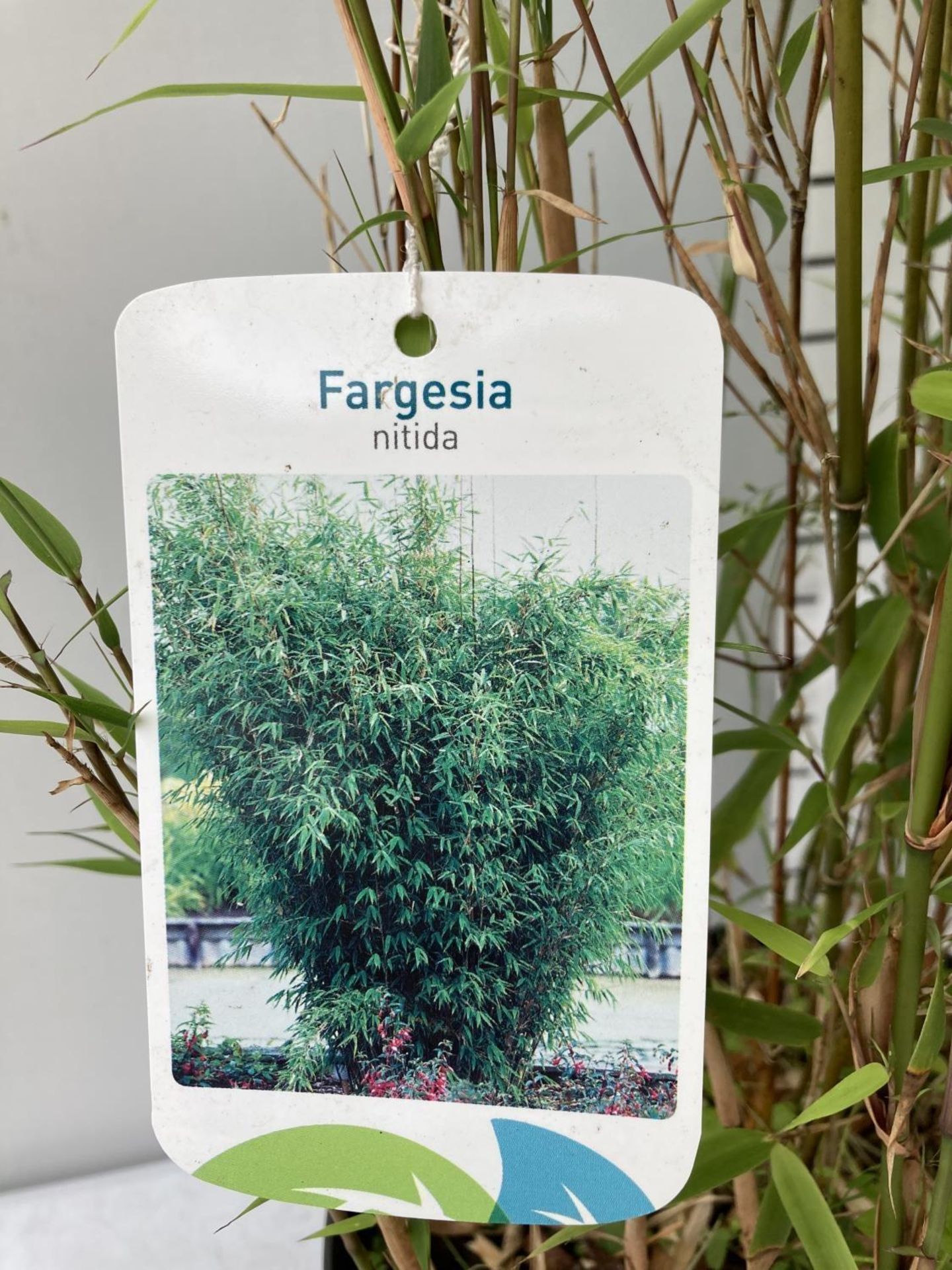 TWO BAMBOO FARGESIA 'NITIDA' APPROX 120CM IN HEIGHT IN 4 LTR POTS PLUS VAT TO BE SOLD FOR THE TWO - Image 6 of 6