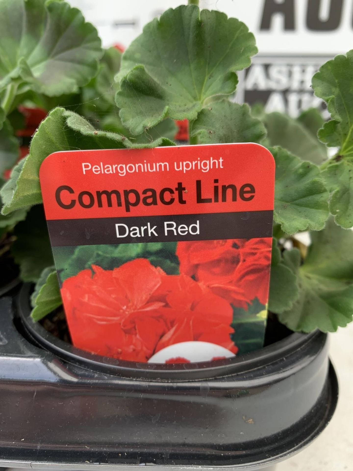 FIFTEEN PELARGONIUM UPRIGHT IN DARK RED BASKET PLANTS IN P9 POTS PLUS VAT TO BE SOLD FOR THE FIFTEEN - Image 4 of 4