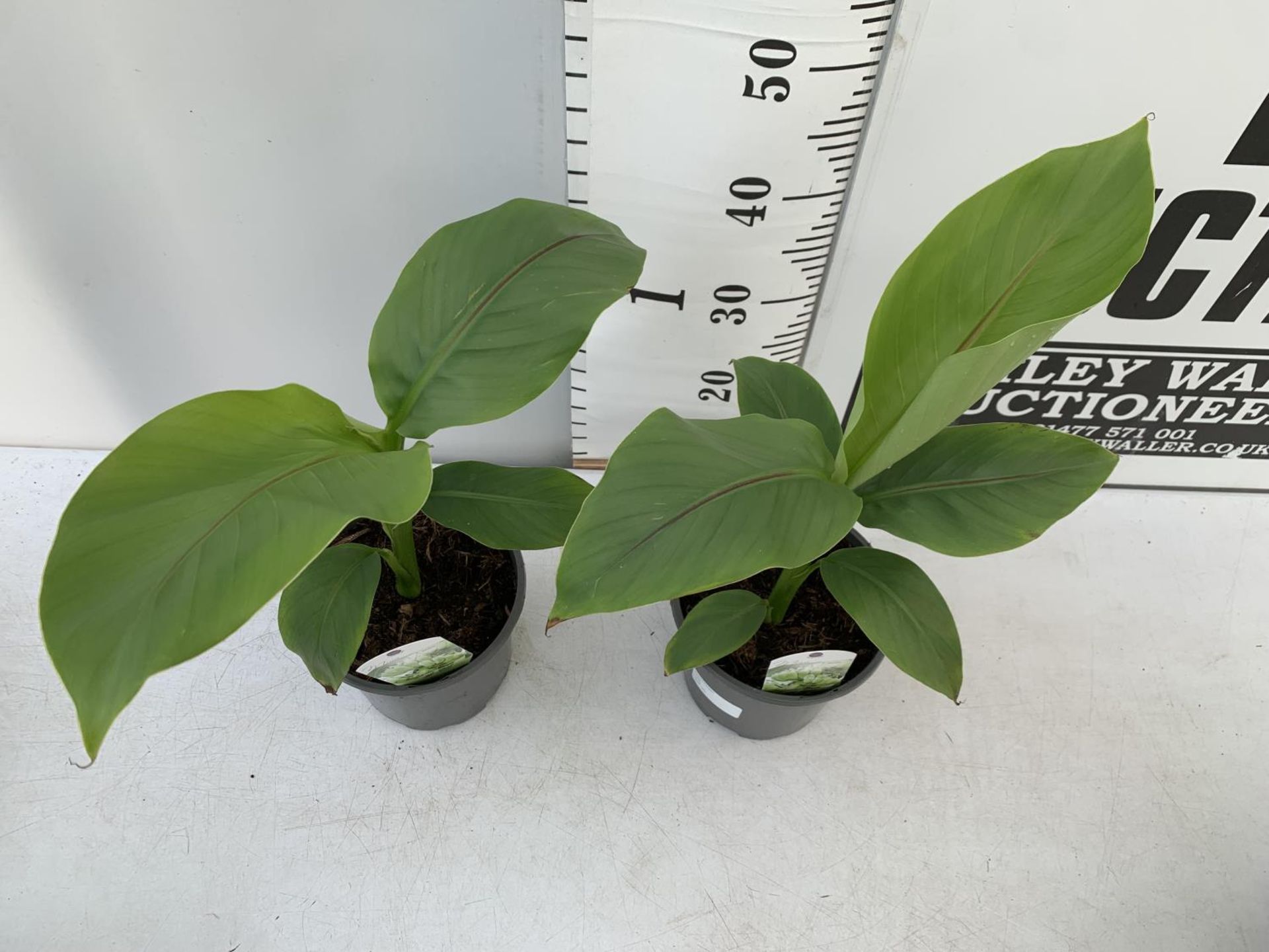 TWO MUSA BASJOO BANANA PLANTS IN 2 LTR POTS 45CM TALL TO BE SOLD FOR THE TWO NO VAT - Bild 3 aus 8