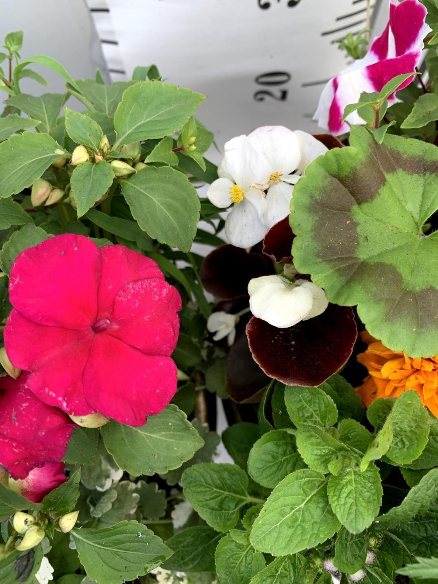 TWO LARGE TUBS PLANTED WITH VARIOUS PLANTS INC MARIGOLDS PETUNIAS FUCHSIA BACOPA ETC IN 10 LTR - Image 6 of 8