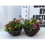 TWO WICKER HANGING BASKETS PLANTED WITH VARIOUS BASKET PLANTS INCLUDING MARIGOLD PETUNIA VERBENA