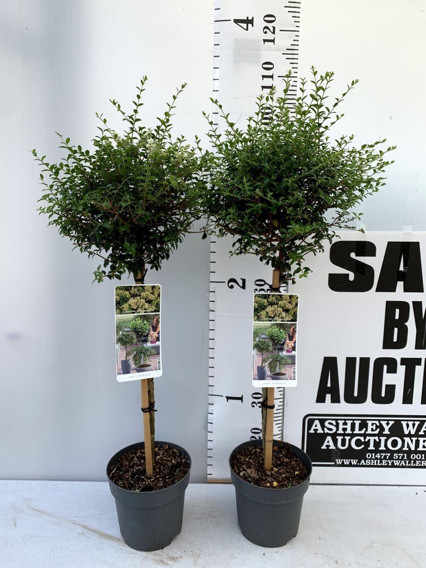 TWO LIGUSTRUM DELAVAYANUM STANDARD TREES APPROX 100CM IN HEIGHT IN 3LTR POTS PLUS VAT TO BE SOLD FOR - Image 2 of 8