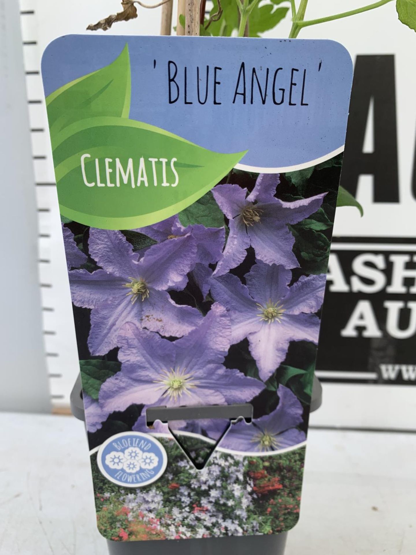 TWO CLEMATIS 'BLUE ANGEL' ONE HEIGHT APPROX 1.5M AND ONE 60CM IN 1 LTR POTS PLUS VAT TO BE SOLD - Image 6 of 8