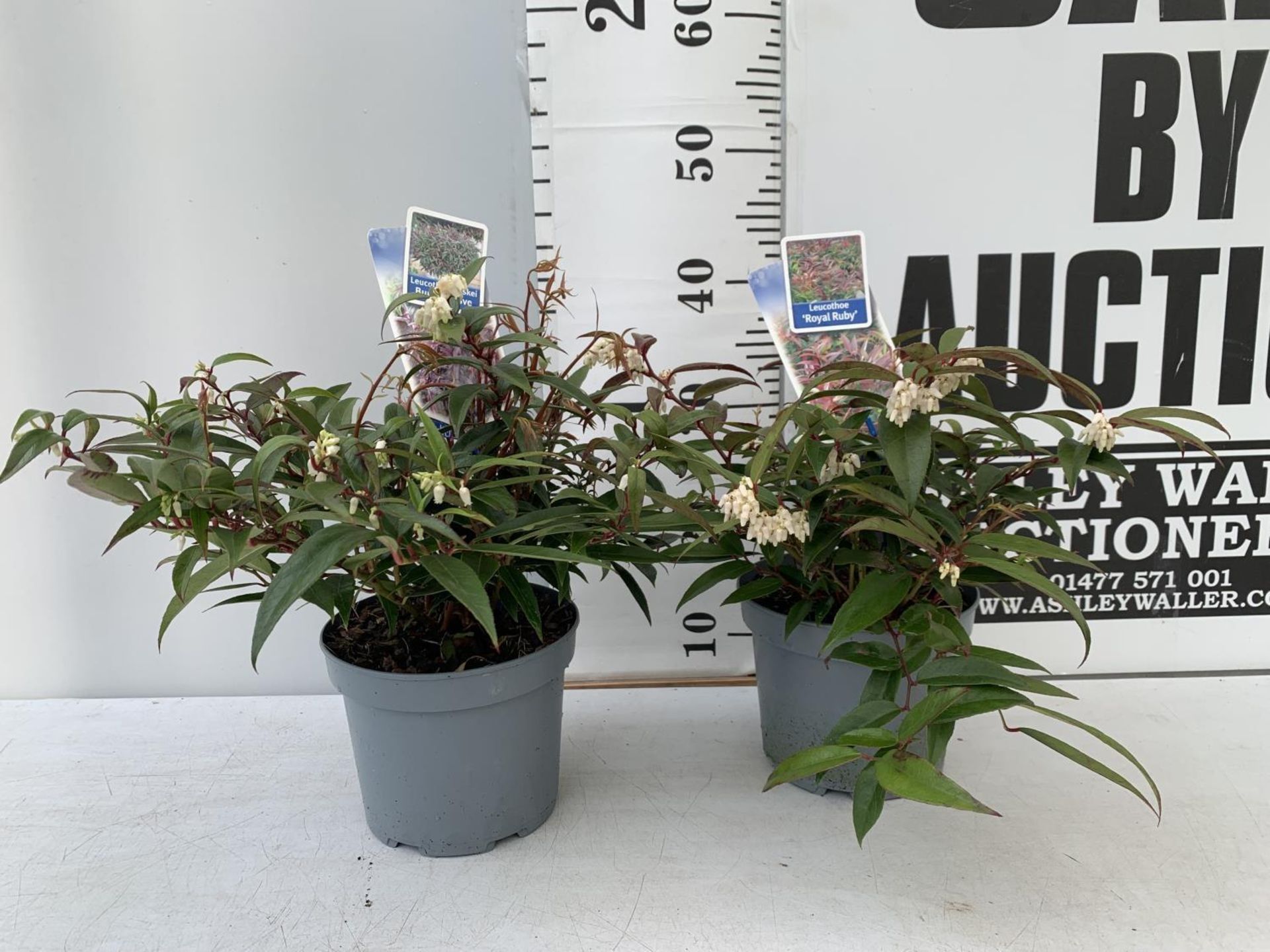 TWO LEUCOTHOE 'ROYAL RUBY' AND 'BURNING LOVE' IN 2 LTR POTS 35CM TALL PLUS VAT TO BE SOLD FOR THE - Image 2 of 12