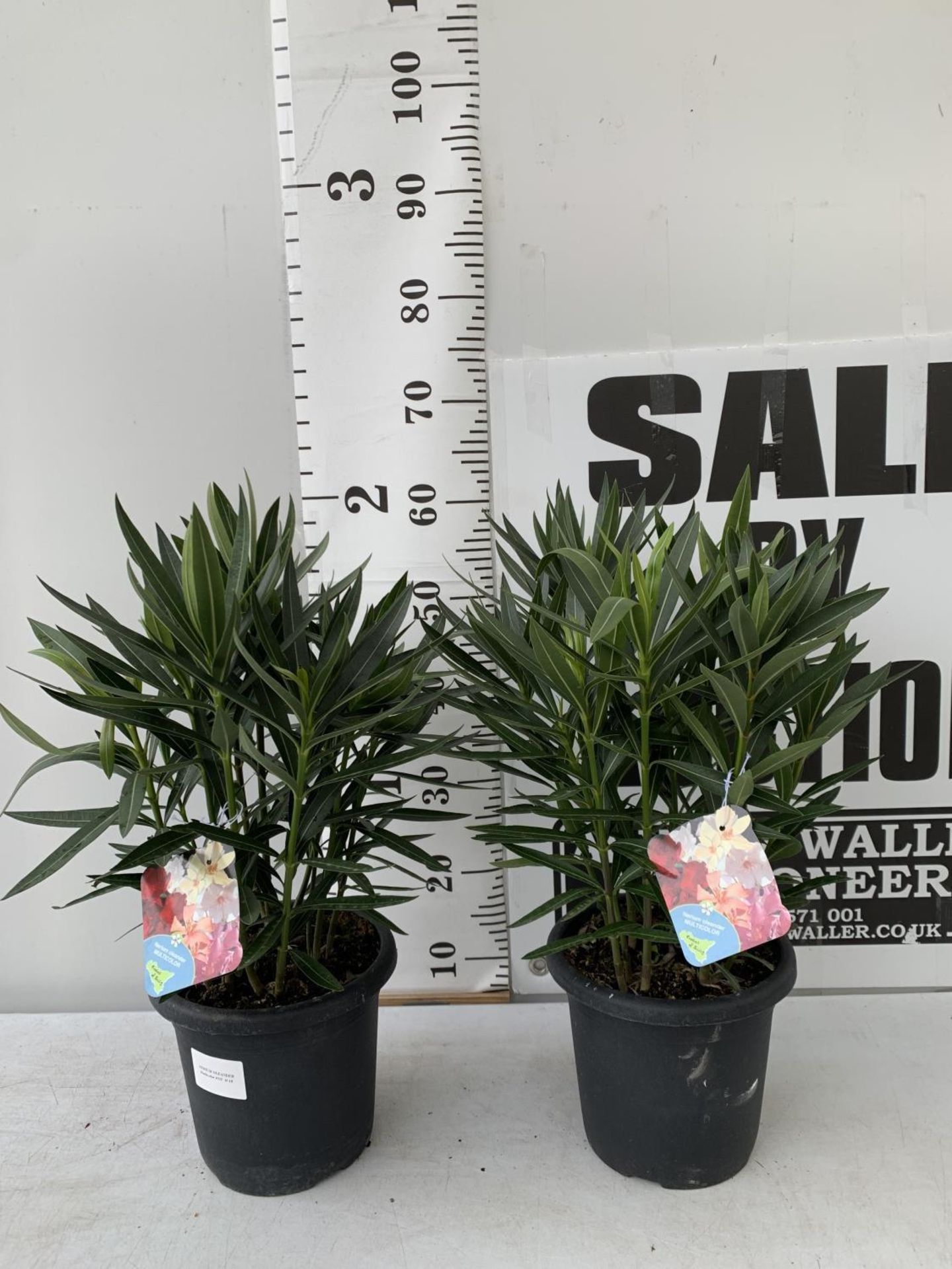 TWO OLEANDER NERIUM SHRUBS MULTICOLOURED APPROX 60CM TALL IN 4 LTR POTS PLUS VAT TO BE SOLD FOR - Image 2 of 20