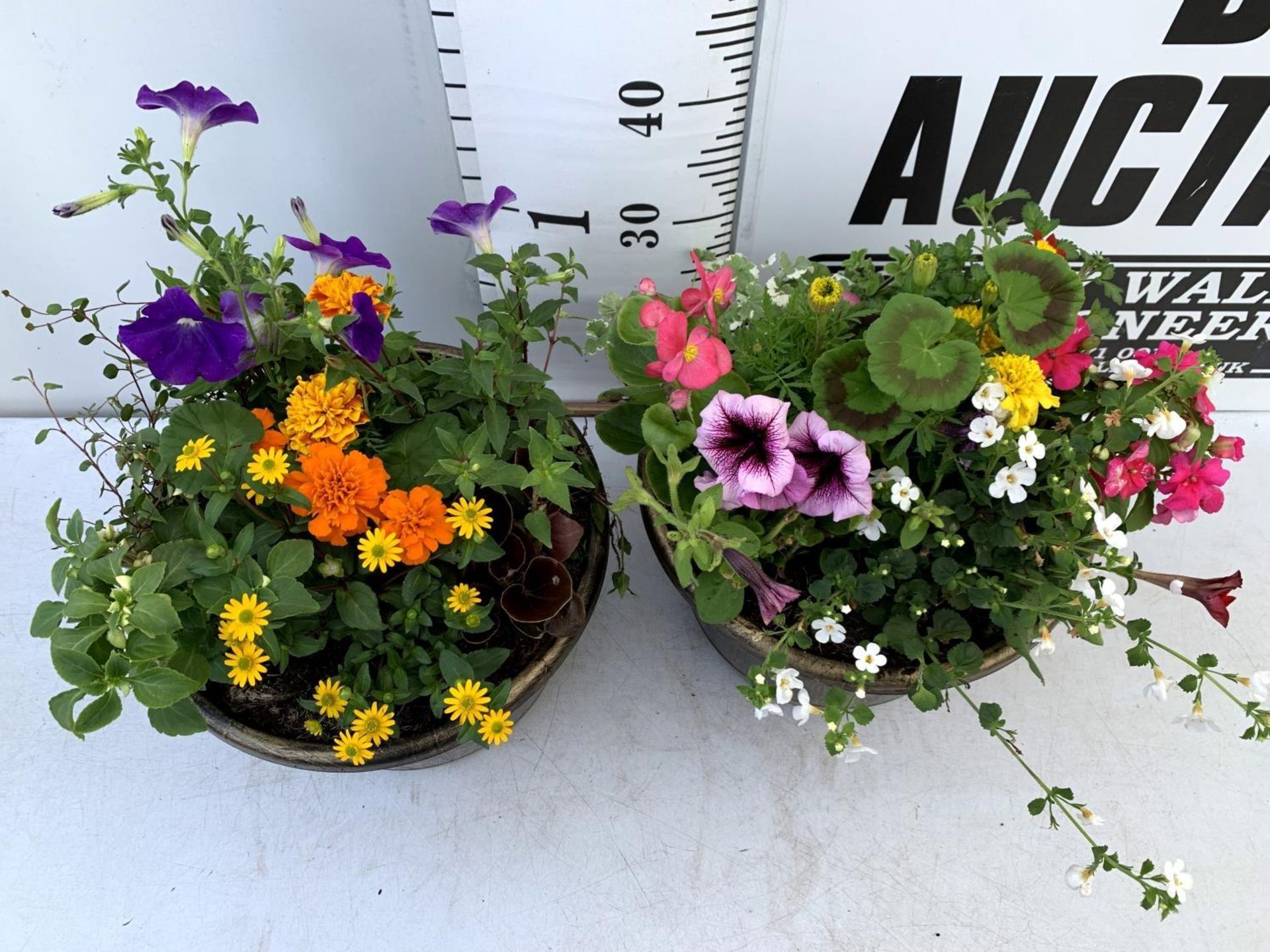 TWO LARGE TUBS PLANTED WITH VARIOUS BEDDING PLANTS INC MARIGOLDS PETUNIAS FUCHSIA BACOPA ETC IN 10 - Image 4 of 8