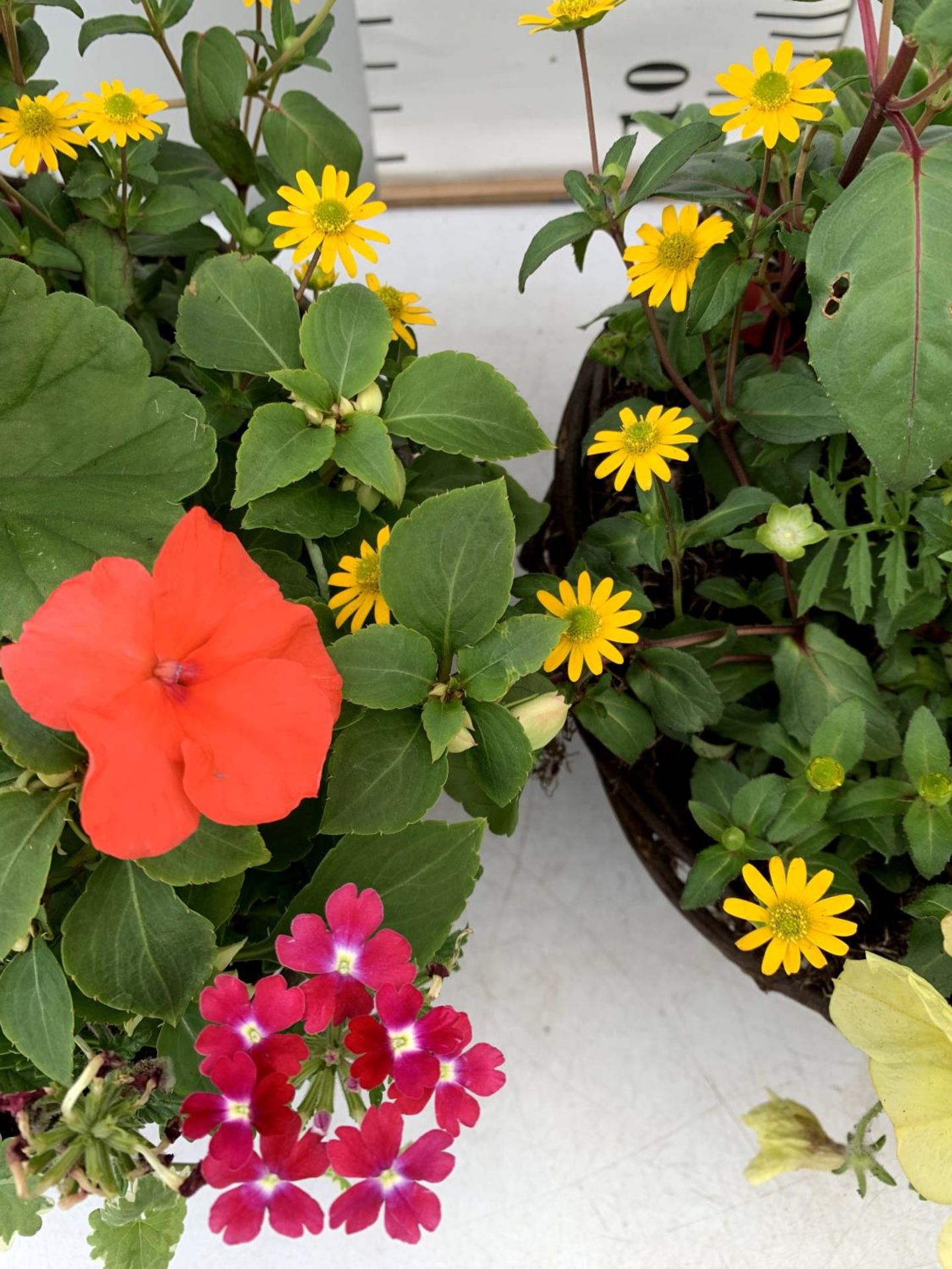 TWO WICKER HANGING BASKETS PLANTED WITH VARIOUS BEDDING PLANTS INCLUDING MARIGOLD PETUNIA VERBENA - Image 7 of 8