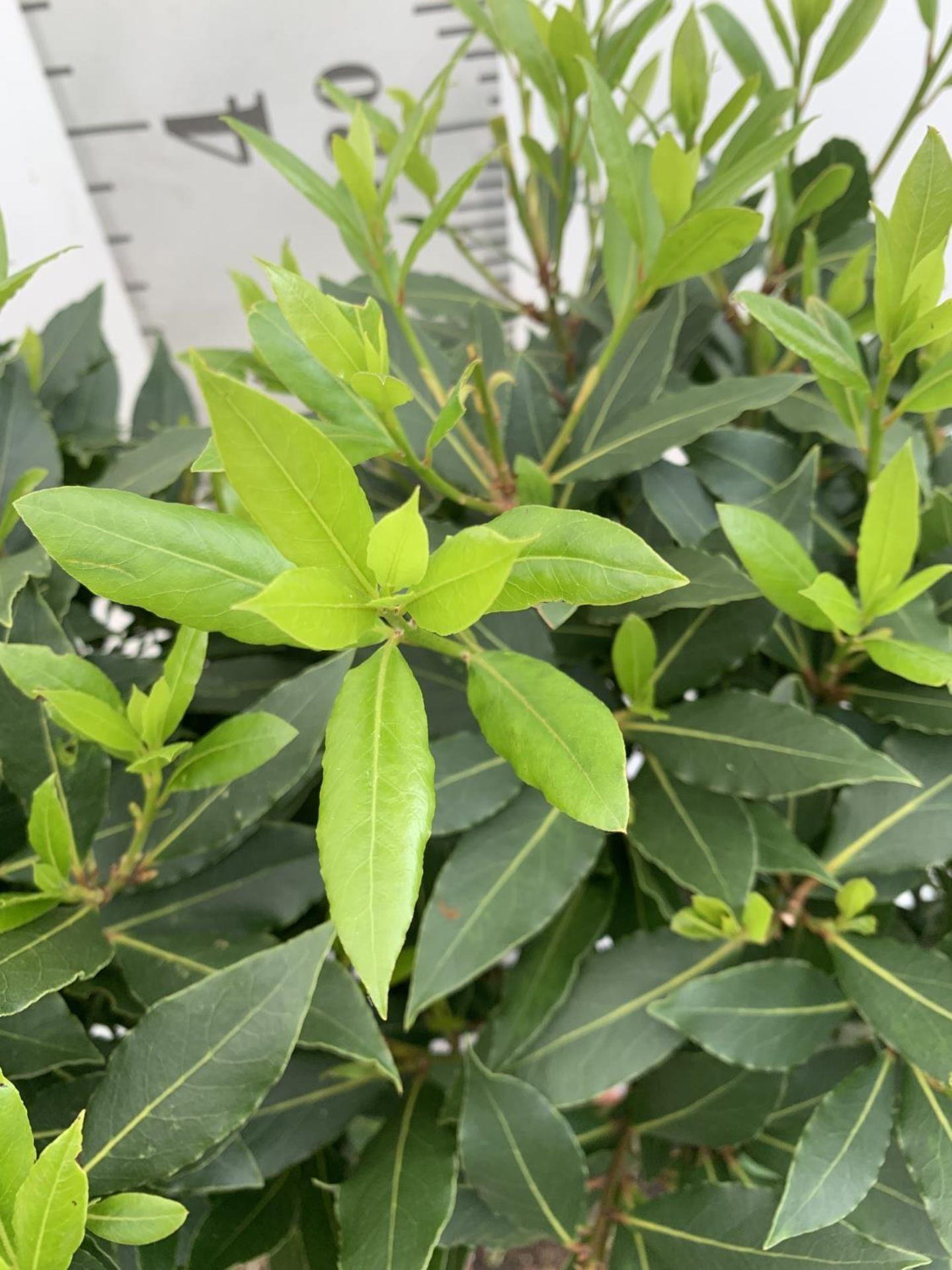 TWO STANDARD BAY TREES LAURUS NOBILIS APPROX 140CM IN HEIGHT IN 10 LTR POTS NO VAT TO BE SOLD FOR - Image 8 of 14