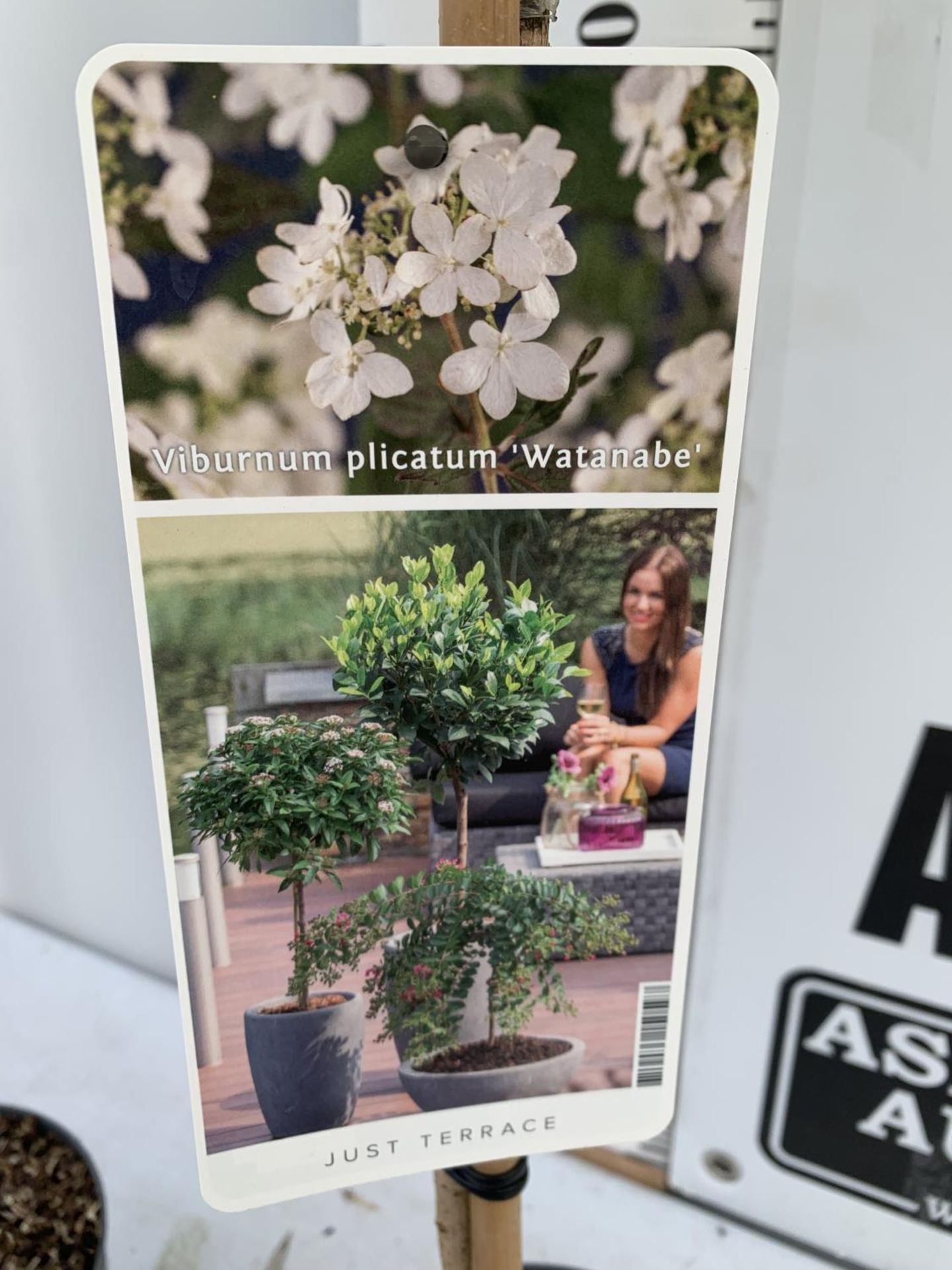 TWO VIBURNUM PLICATUM 'WATANABE' STANDARD TREES APPROX 120CM IN HEIGHT IN 3LTR POTS PLUS VAT TO BE - Image 10 of 10