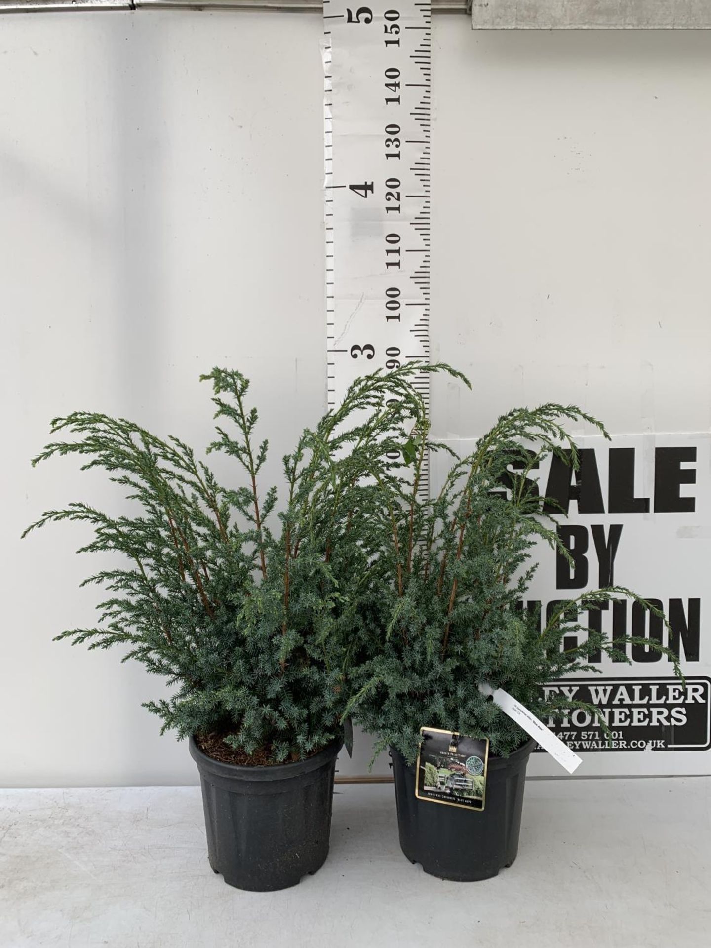 TWO JUNIPERUS CHINENSIS BLUE ALPS IN 7 LTR POTS A METRE IN HEIGHT PLUS VAT TO BE SOLD FOR THE TWO - Image 2 of 22