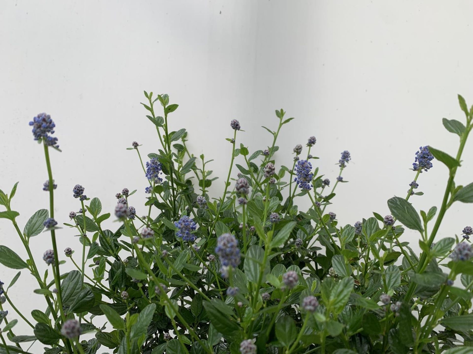 TWO CEANOTHUS IMPRESSUS STANDARD TREES 'VICTORIA' IN FLOWER APPROX A METRE IN HEIGHT IN 3 LTR POTS - Image 6 of 8