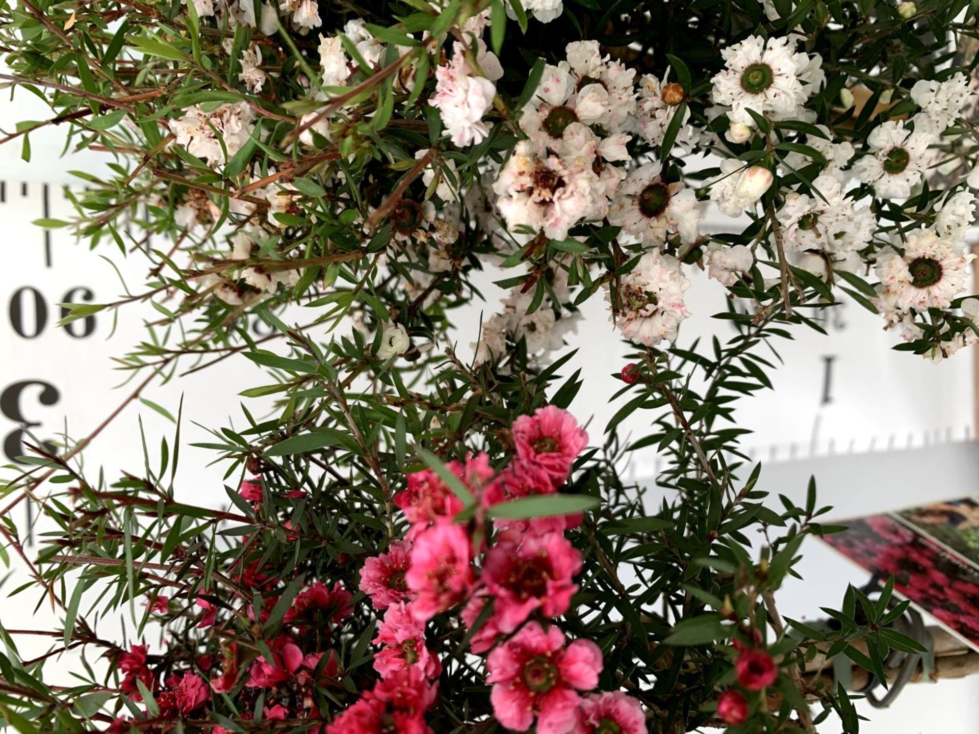 TWO LEPTOSPERMUM SCOPARIUM 'ROSSO' AND ONE 'BIANCO' IN FLOWER STANDARD TREES OVER A METRE IN - Image 5 of 8