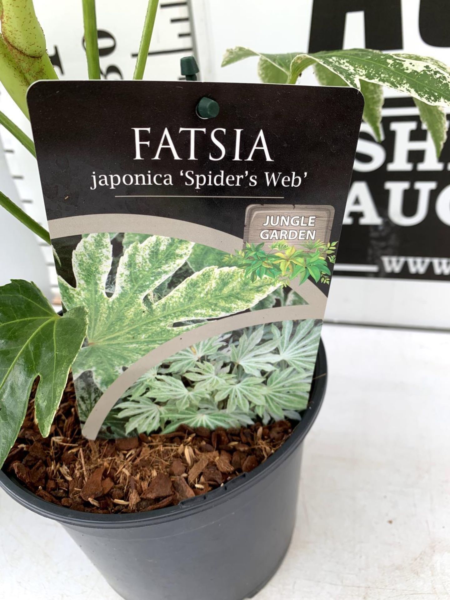 TWO FATSIA JAPONICA 'SPIDERS WEB' IN 2 LTR POTS 60CM TALL PLUS VAT TO BE SOLD FOR THE TWO - Image 8 of 8