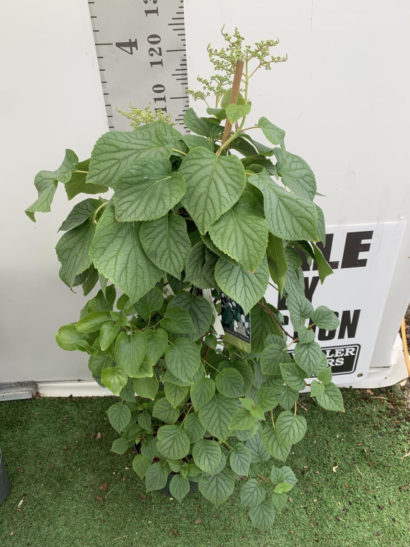 A SCHIZOPHRAGMA HYDRANGEA 'MOONLIGHT' IN A 7.5 LTR POT 130CM IN HEIGHT PLUS VAT - Image 4 of 14