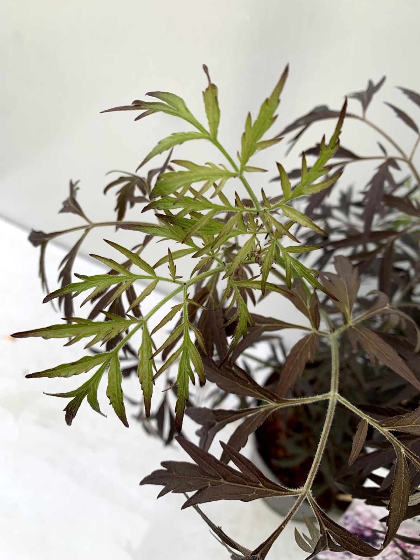 TWO SAMBUCUS NIGRA BLACK LACE 'EVA' IN 5 LTR POTS APPROX 80CM IN HEIGHT PLUS VAT TO BE SOLD FOR - Image 9 of 10