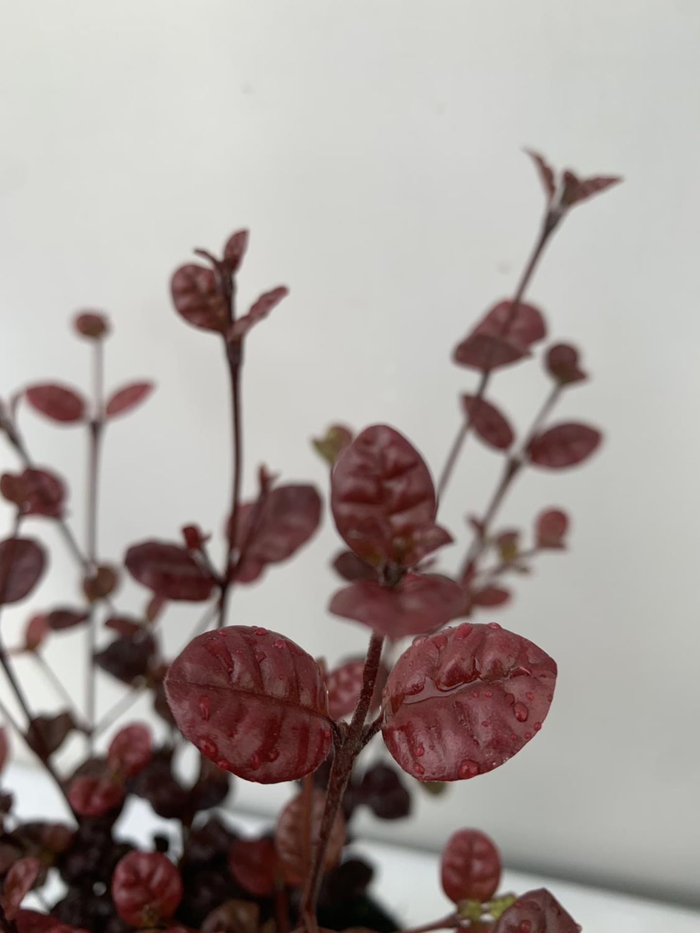 THREE LOPHOMYRTUS RALPHII NEW ZEALAND MYRTLE 'BLACK PEARL' IN 2 LTR POTS HEIGHT 40CM - 50CM TO BE - Image 4 of 6