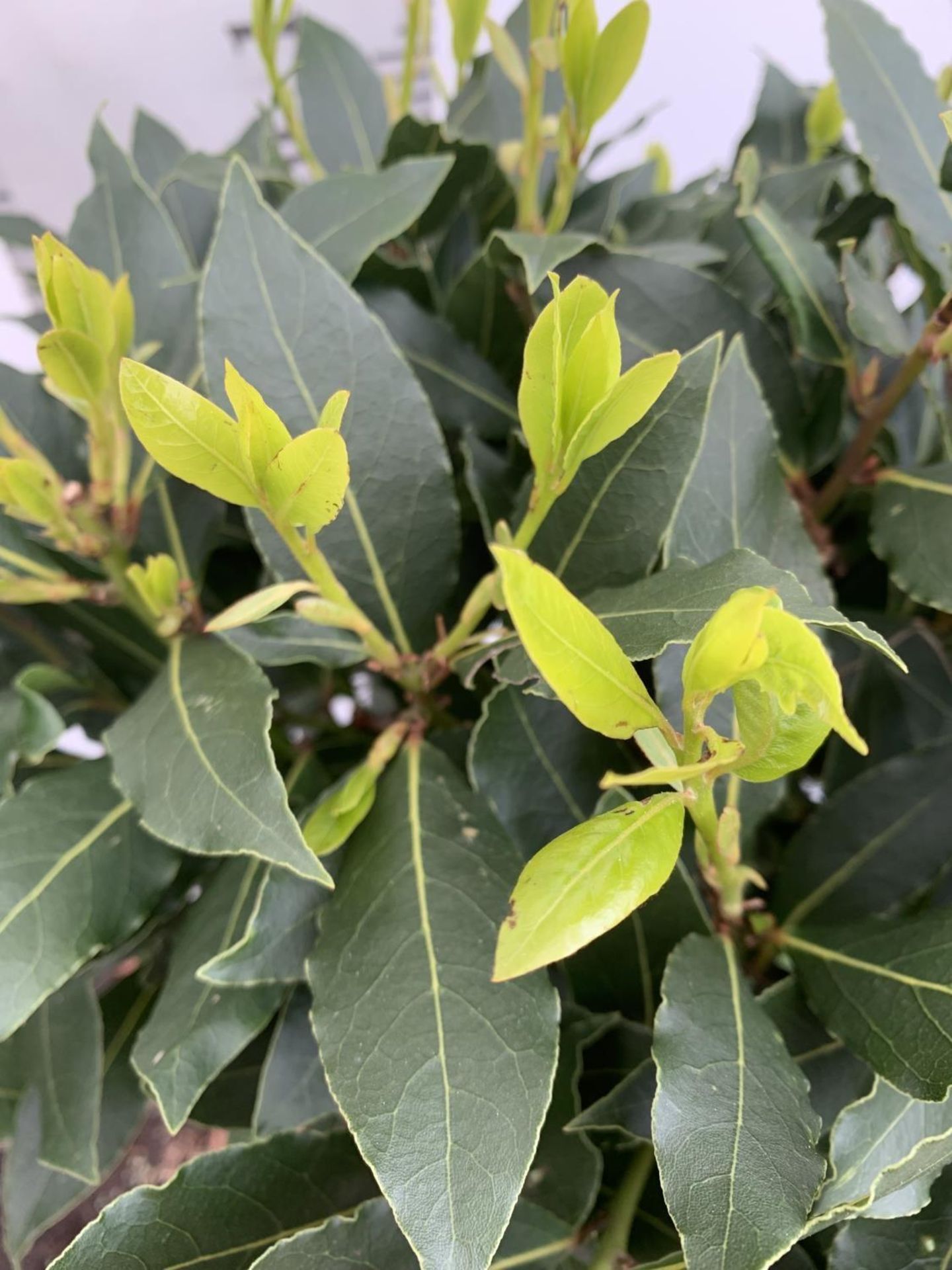 A PAIR OF STANDARD BAY TREES LAURUS NOBILIS IN 10 LTR POTS APPROX 130CM IN HEIGHT TO BE SOLD FOR THE - Bild 3 aus 5