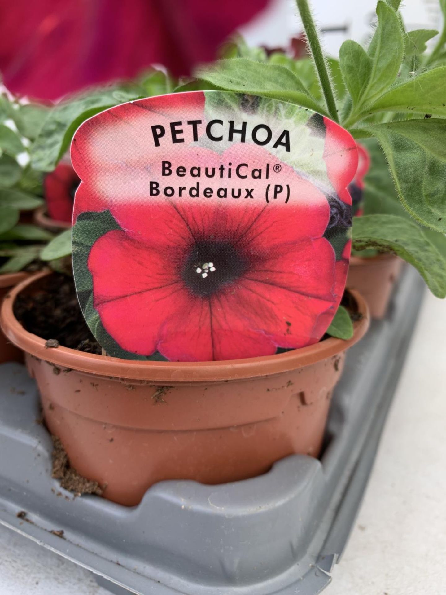 FIFTEEN PETCHOA BORDEAUX BASKET PLANTS IN P9 POTS PLUS VAT TO BE SOLD FOR THE FIFTEEN - Image 7 of 10