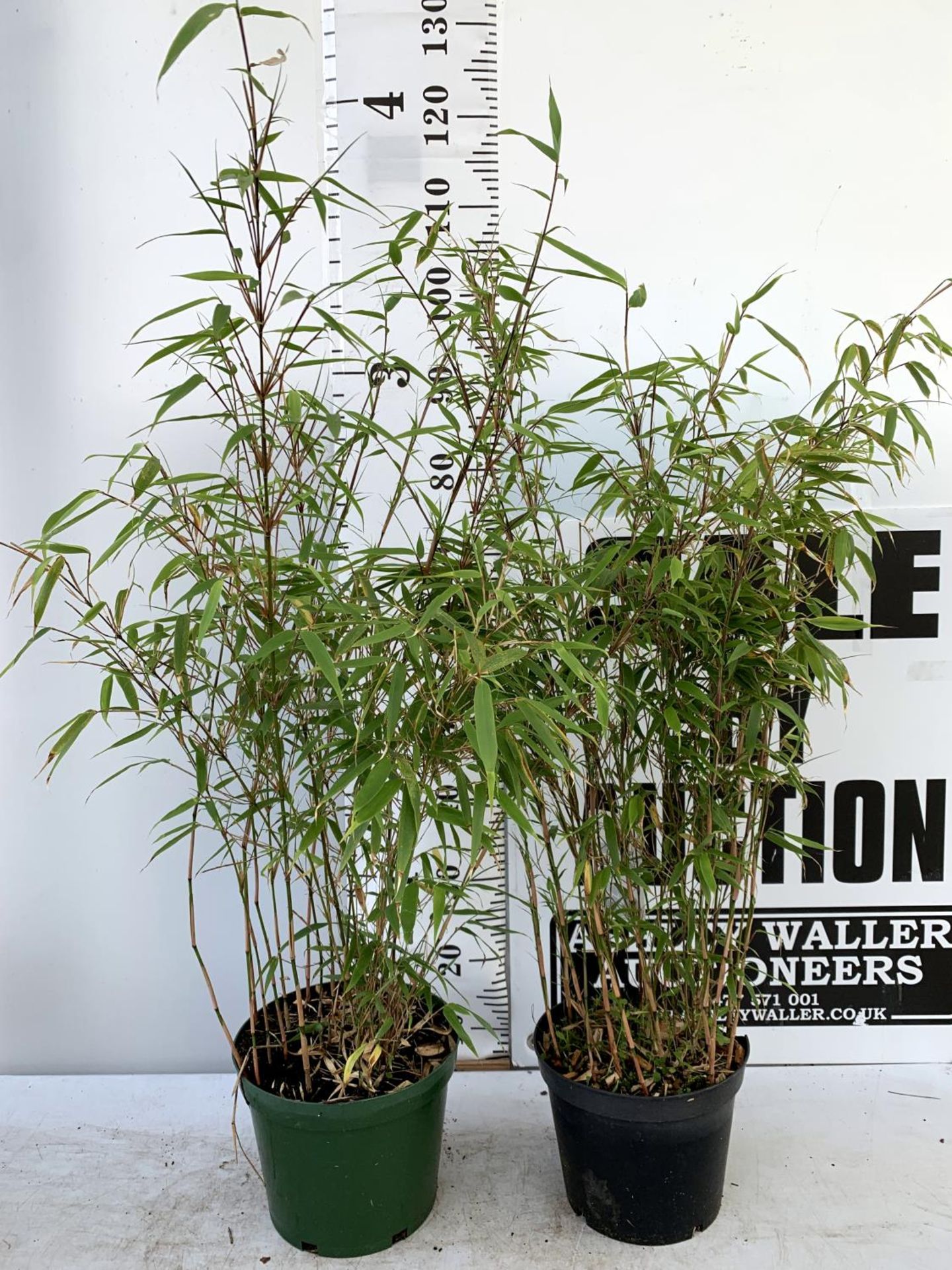 TWO BAMBOO FARGESIA 'NITIDA' APPROX 120CM IN HEIGHT IN 4 LTR POTS PLUS VAT TO BE SOLD FOR THE TWO